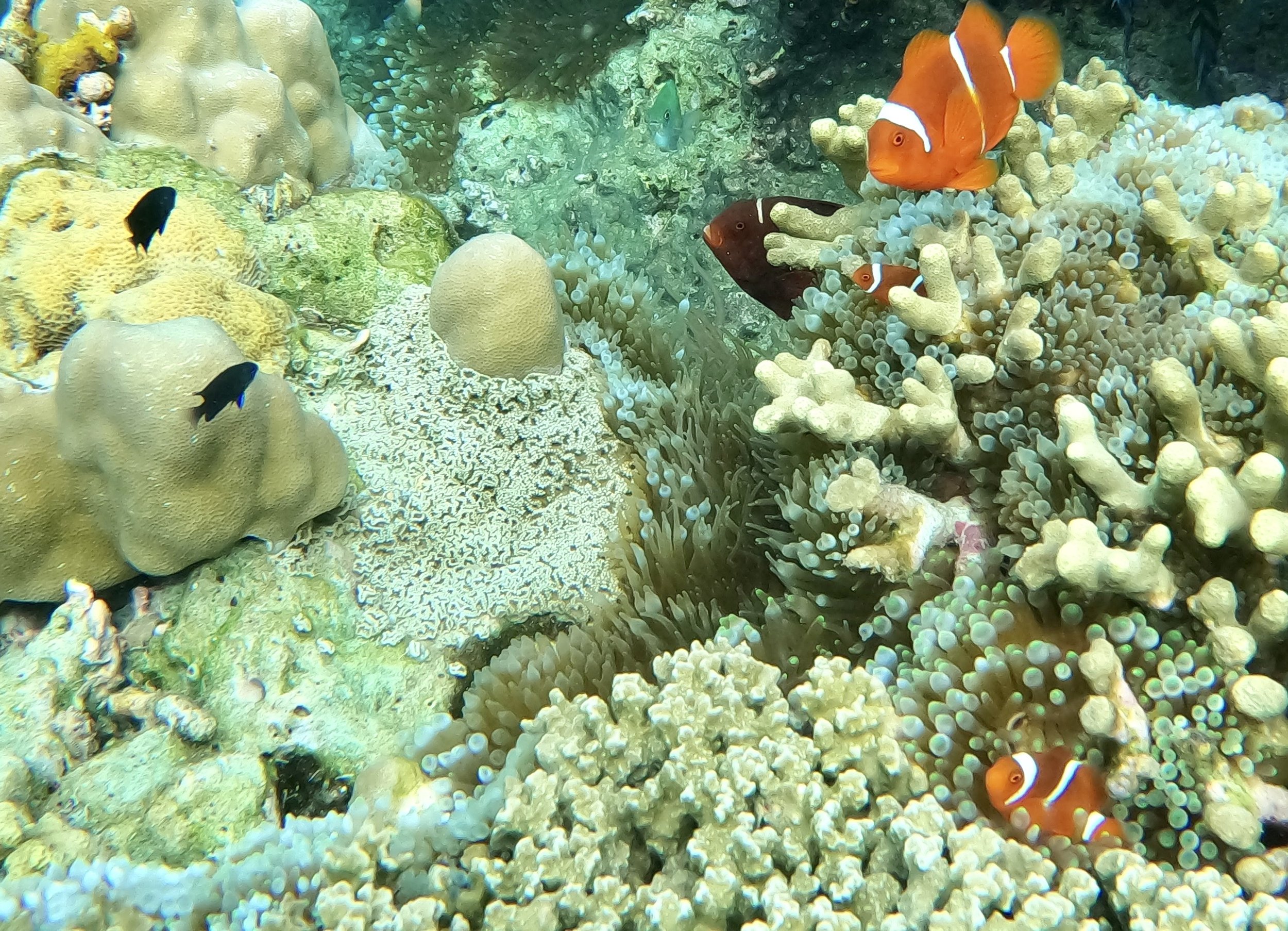 Underwater coral reef with various corals, orange and white clownfish, and small black fish.