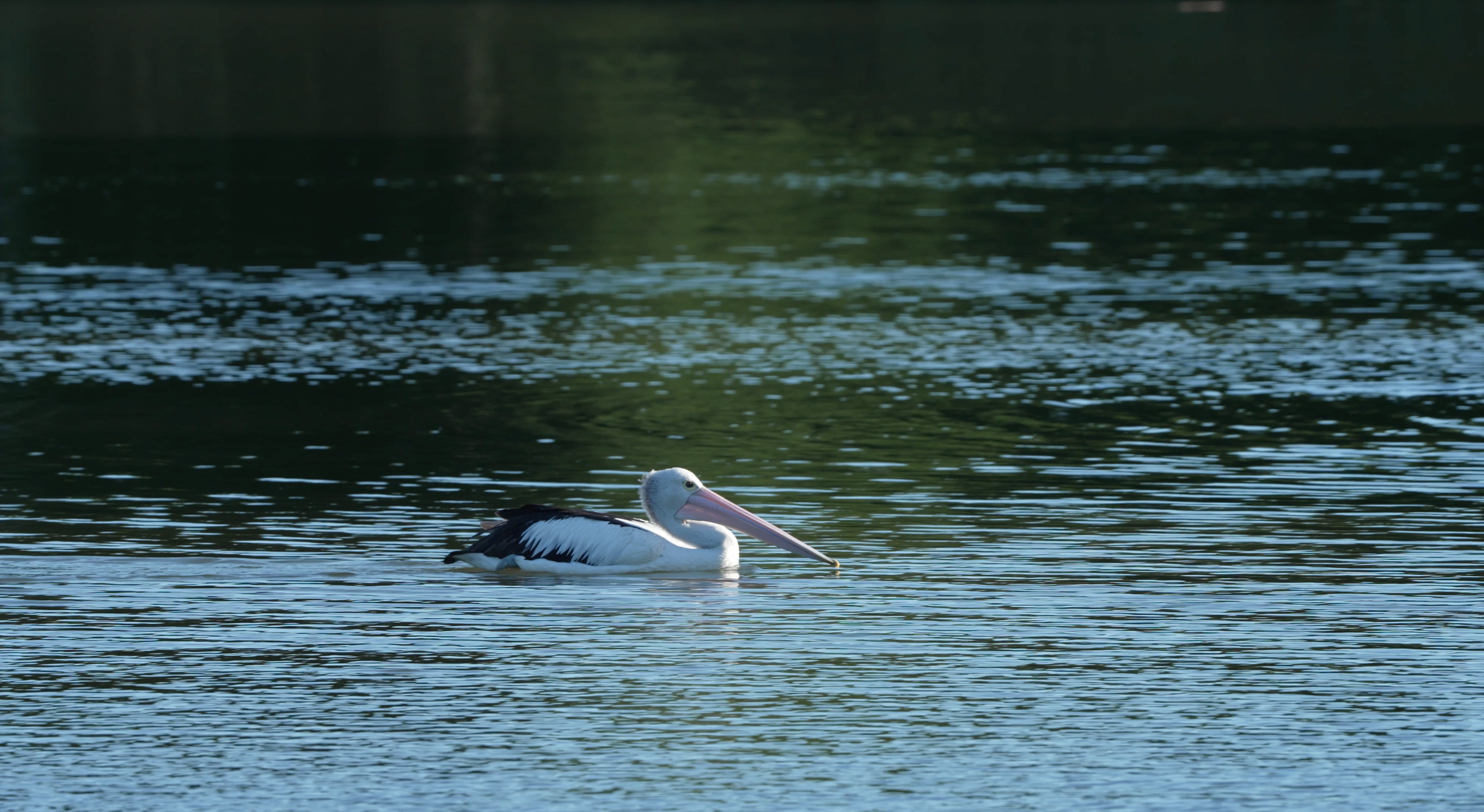 Wild pelican floating on calm water captured in cinematic wildlife style for documentary filmmaking