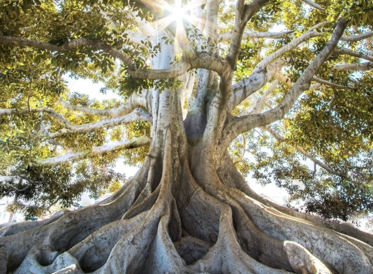 Online Constellation with KK Noelle