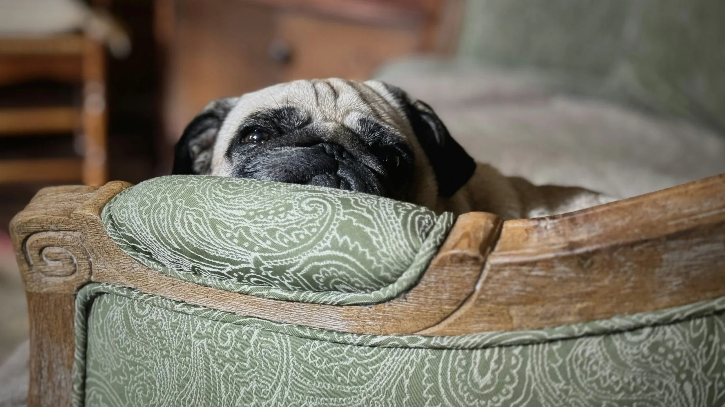 The Finest Dog Beds in Australia: Our Definitive Guide