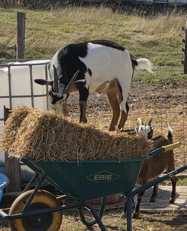 A goat standing on a wheelbarrow filled with hay in a farm setting.