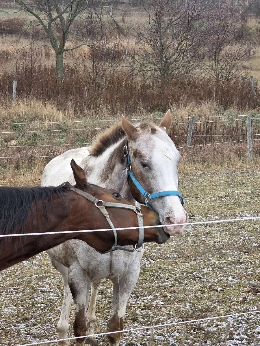 Two horses standing behind a fence in a rural field during winter.