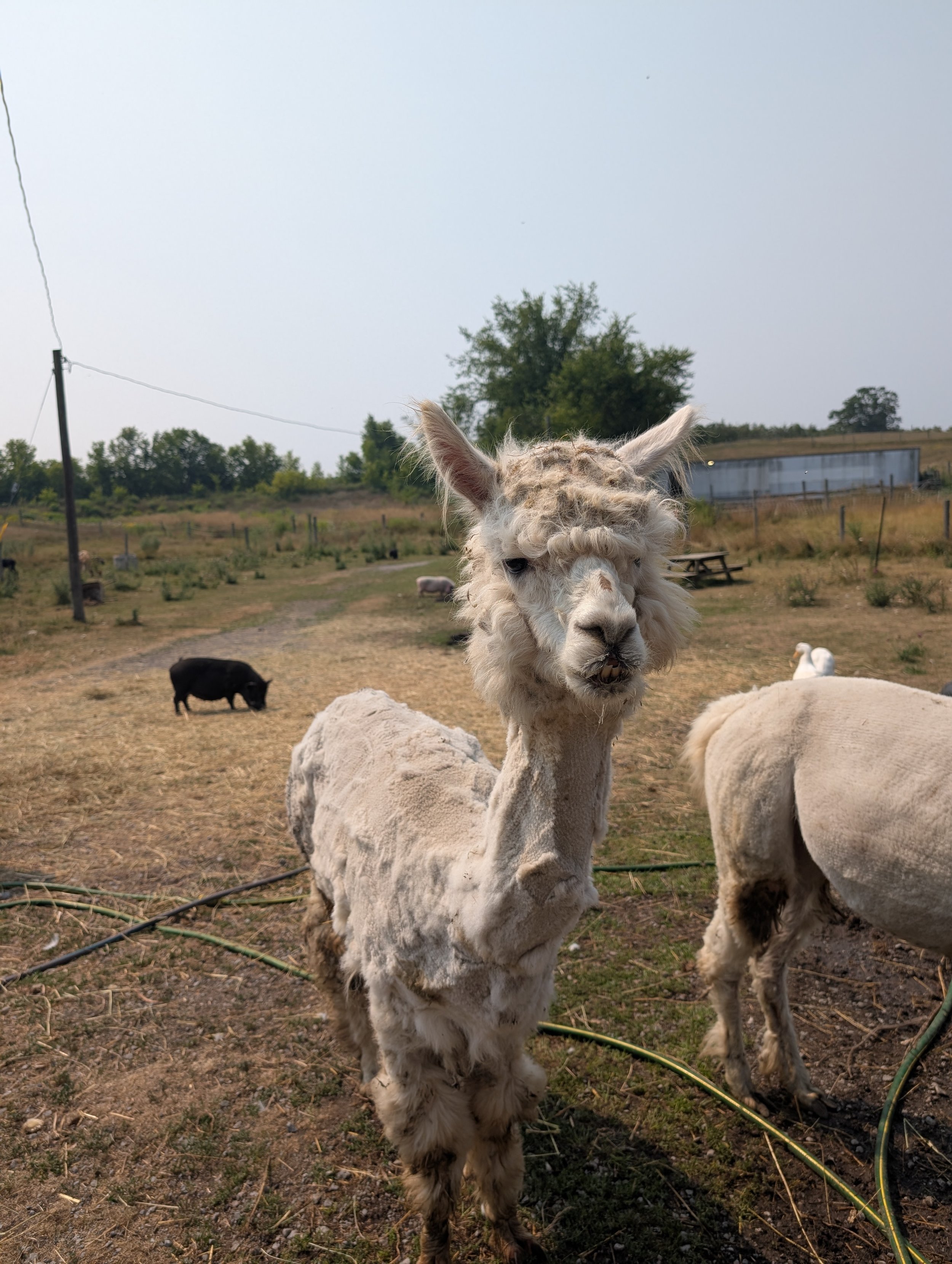 A young llama with white, curly fur standing in a farm yard, surrounded by other animals including a pig and a sheep, with trees and a fence in the background.