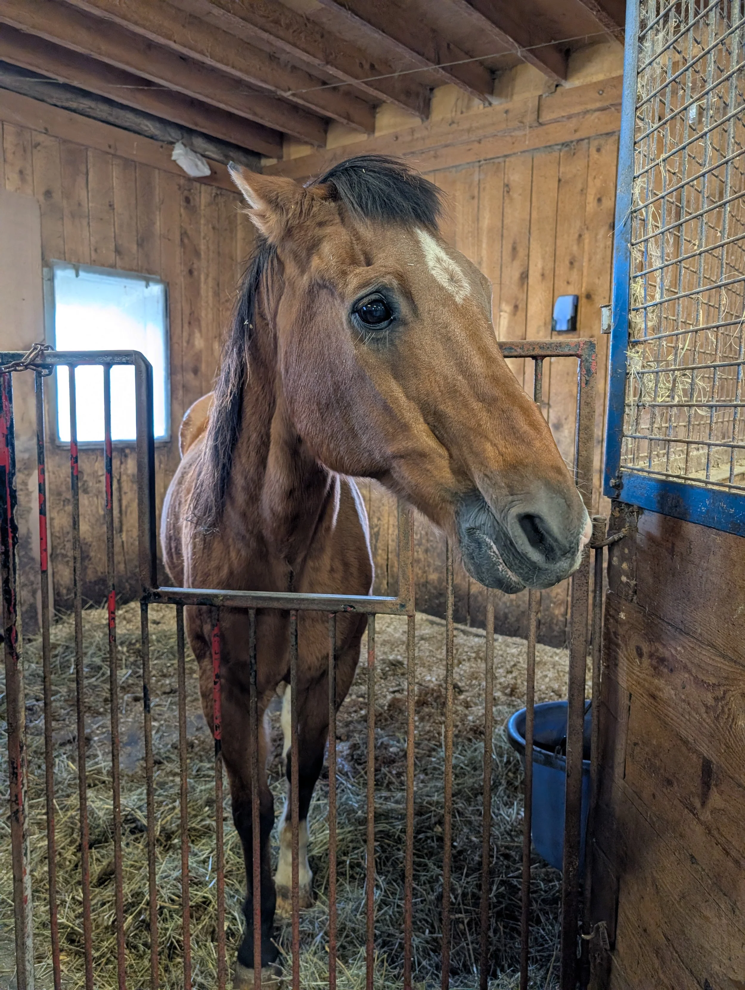 A brown horse with a white star on its forehead inside a wooden stable, looking out through metal bars.