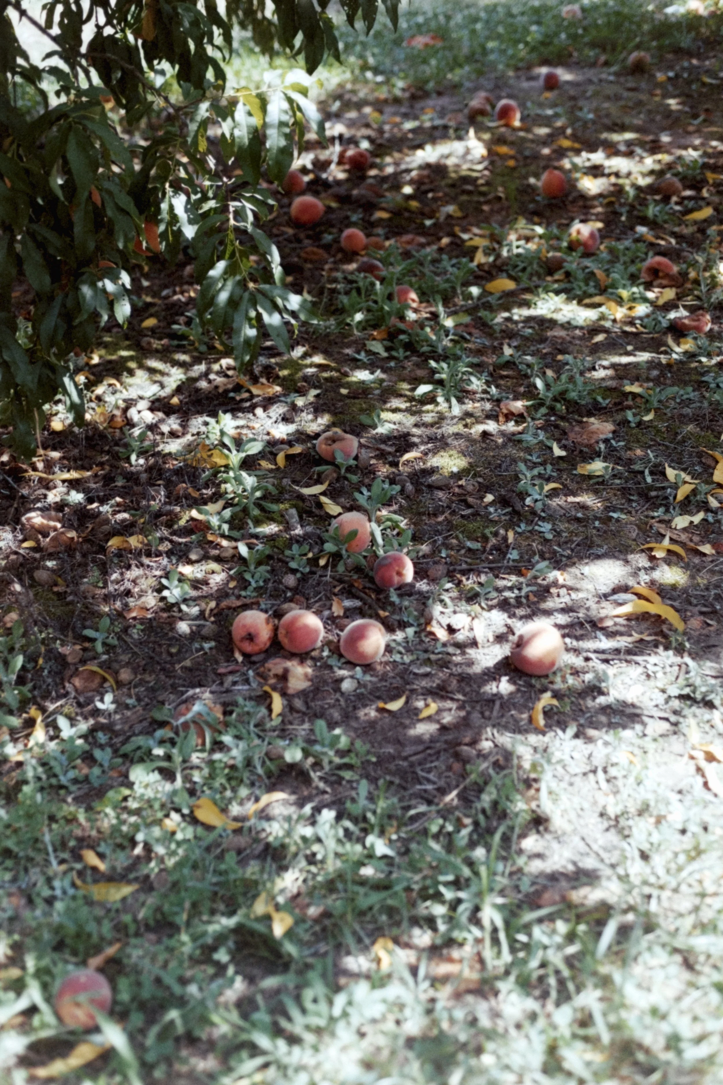 roll5-kodak400-38.jpg