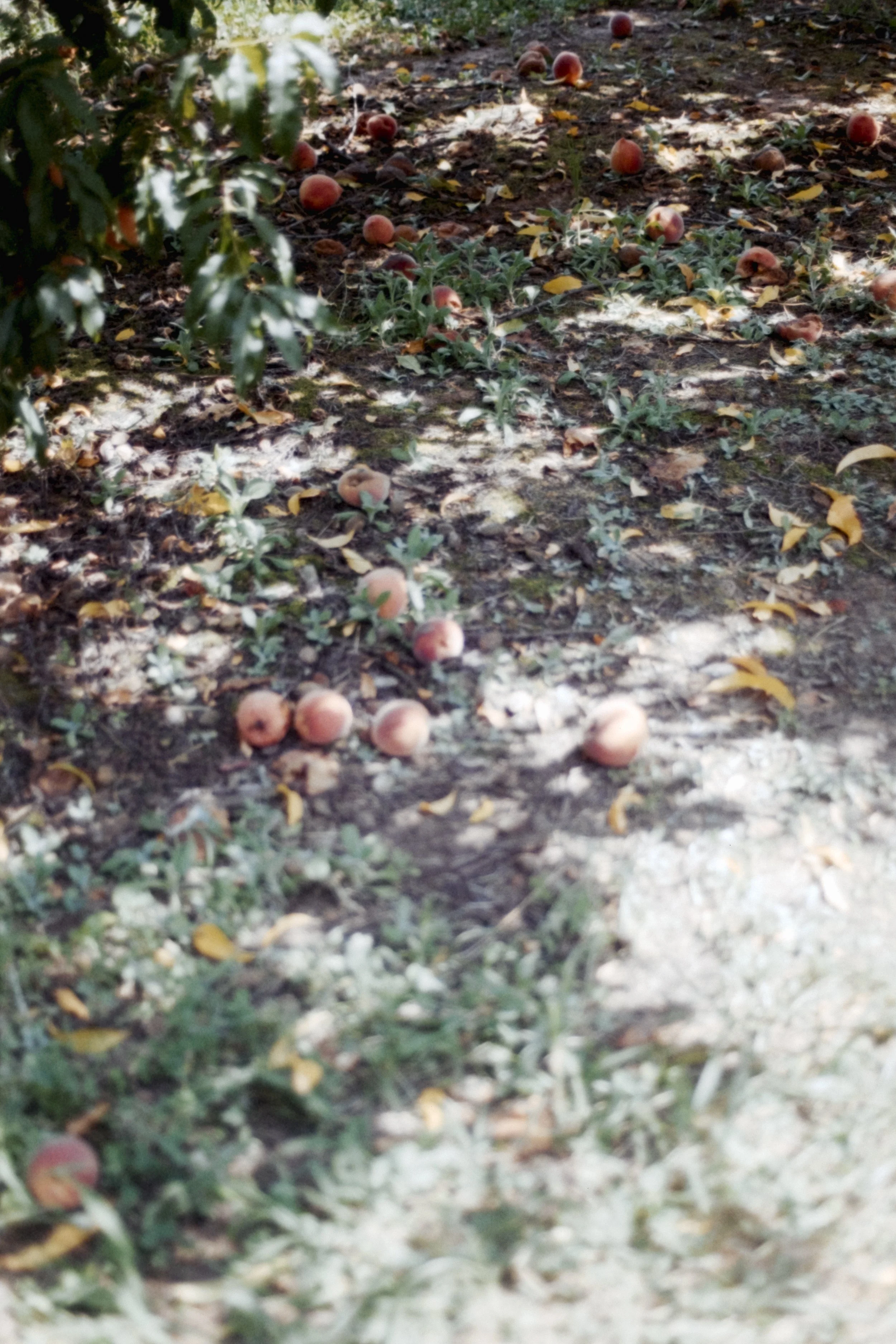 roll5-kodak400-37.jpg