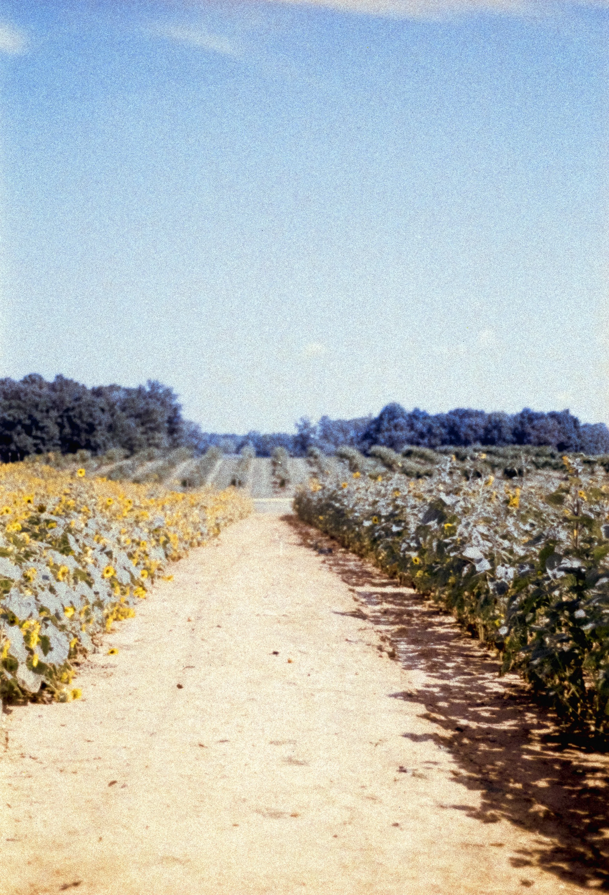 roll5-kodak400-36 copy.jpg