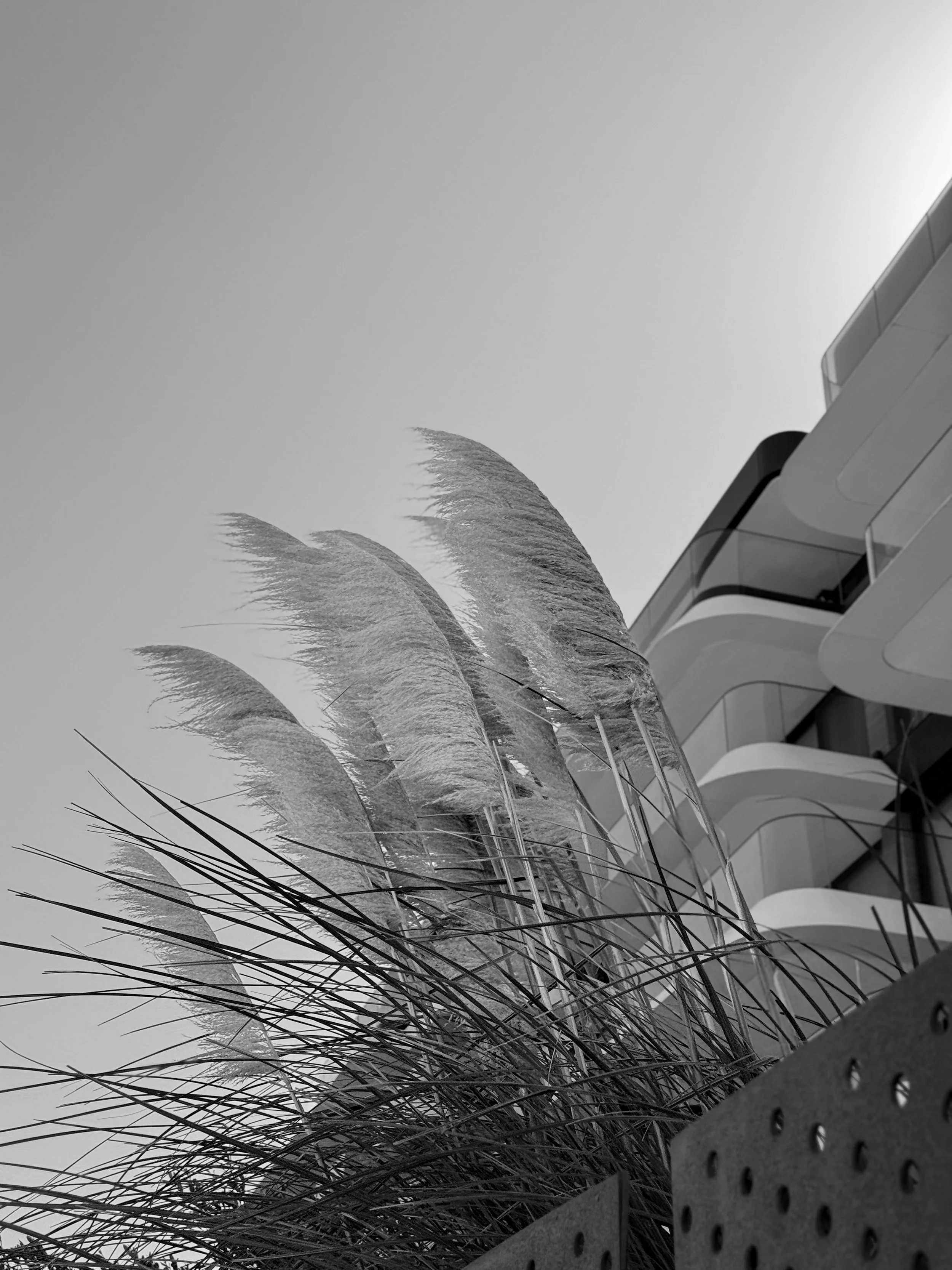 Black and white photo of tall grass and a modern building with curved balconies.
