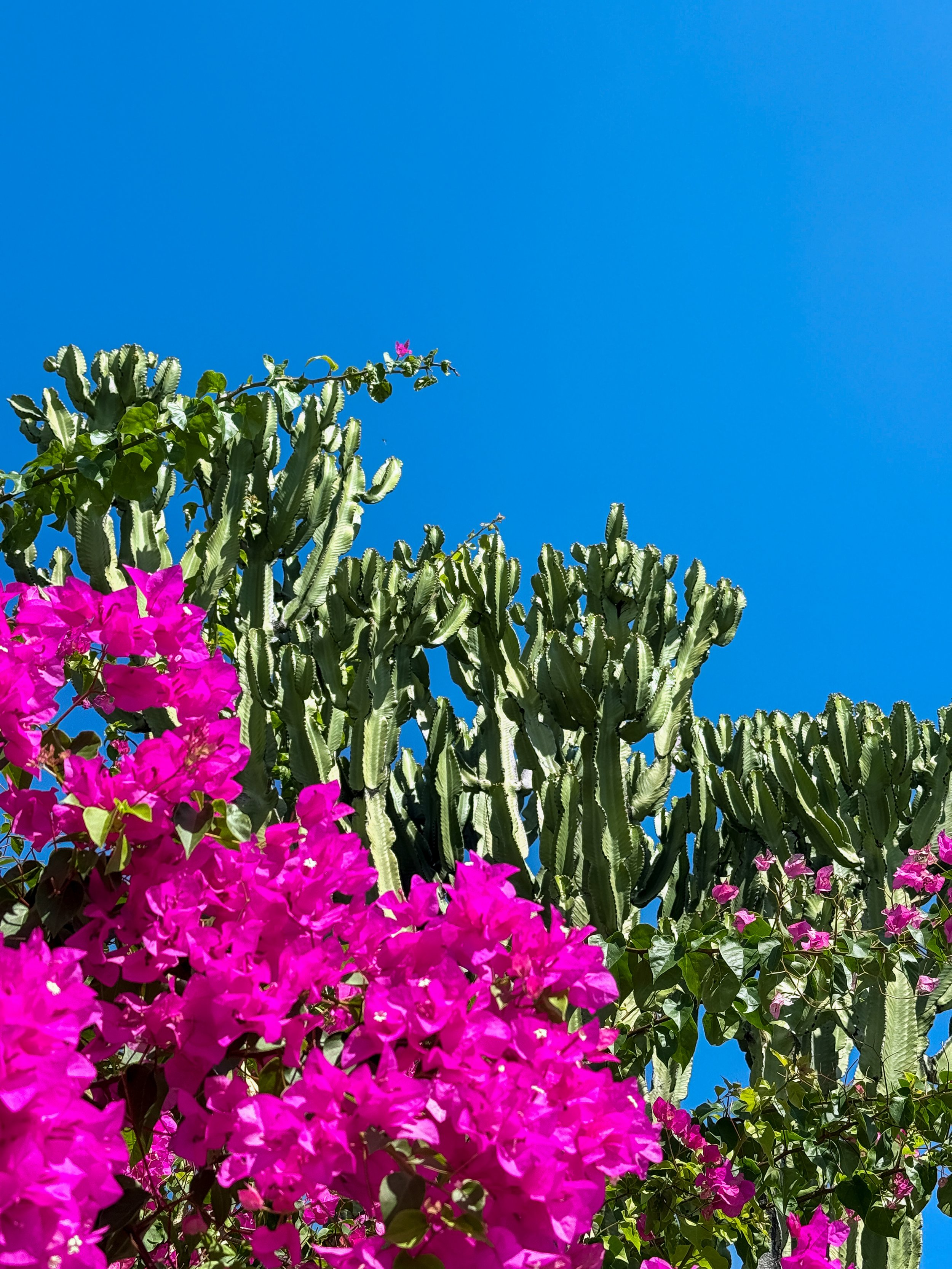 Bright pink bougainvillea flowers and green cactus plants against a clear blue sky.
