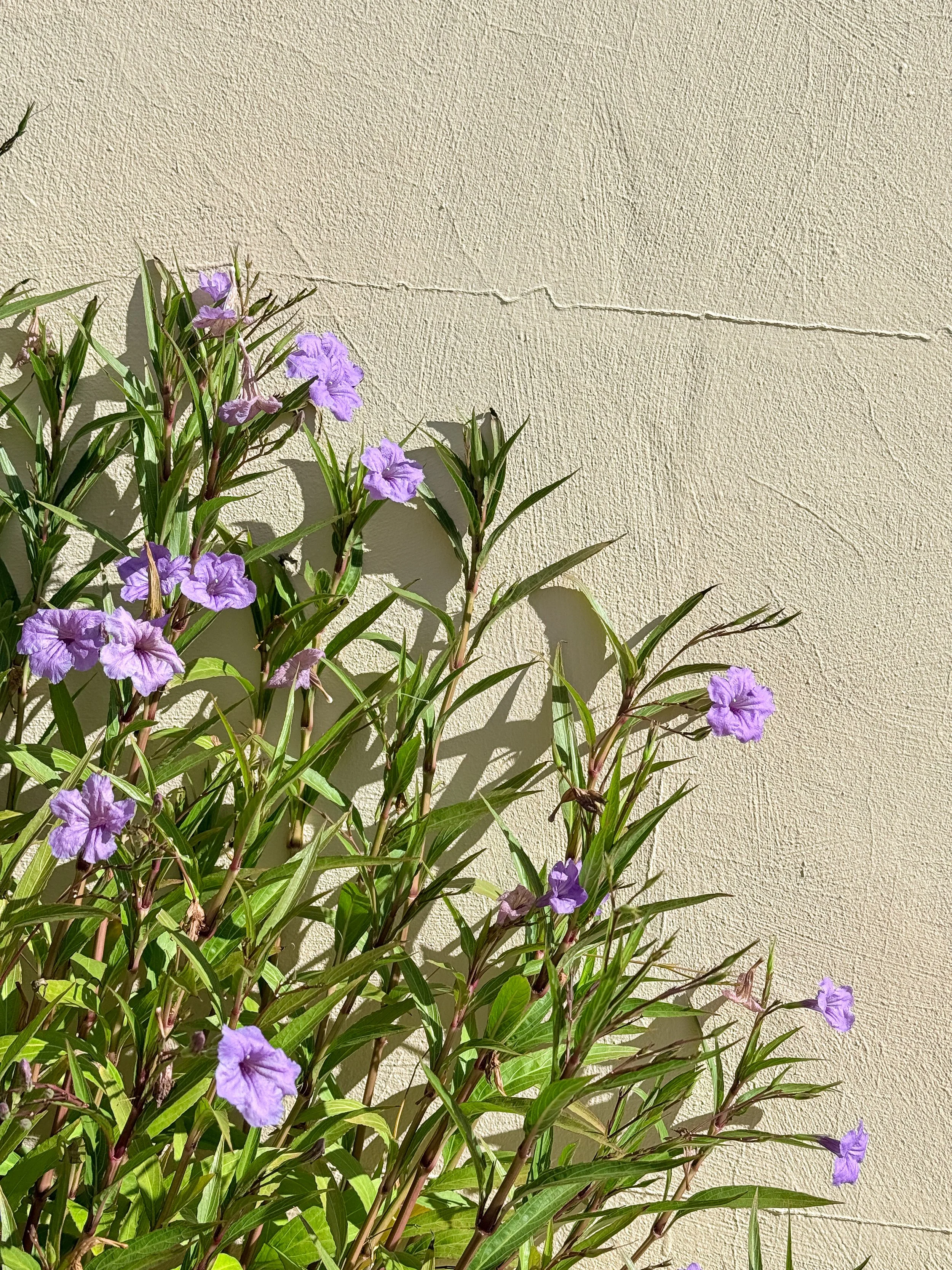 Purple flowers with green leaves growing against a beige textured wall.