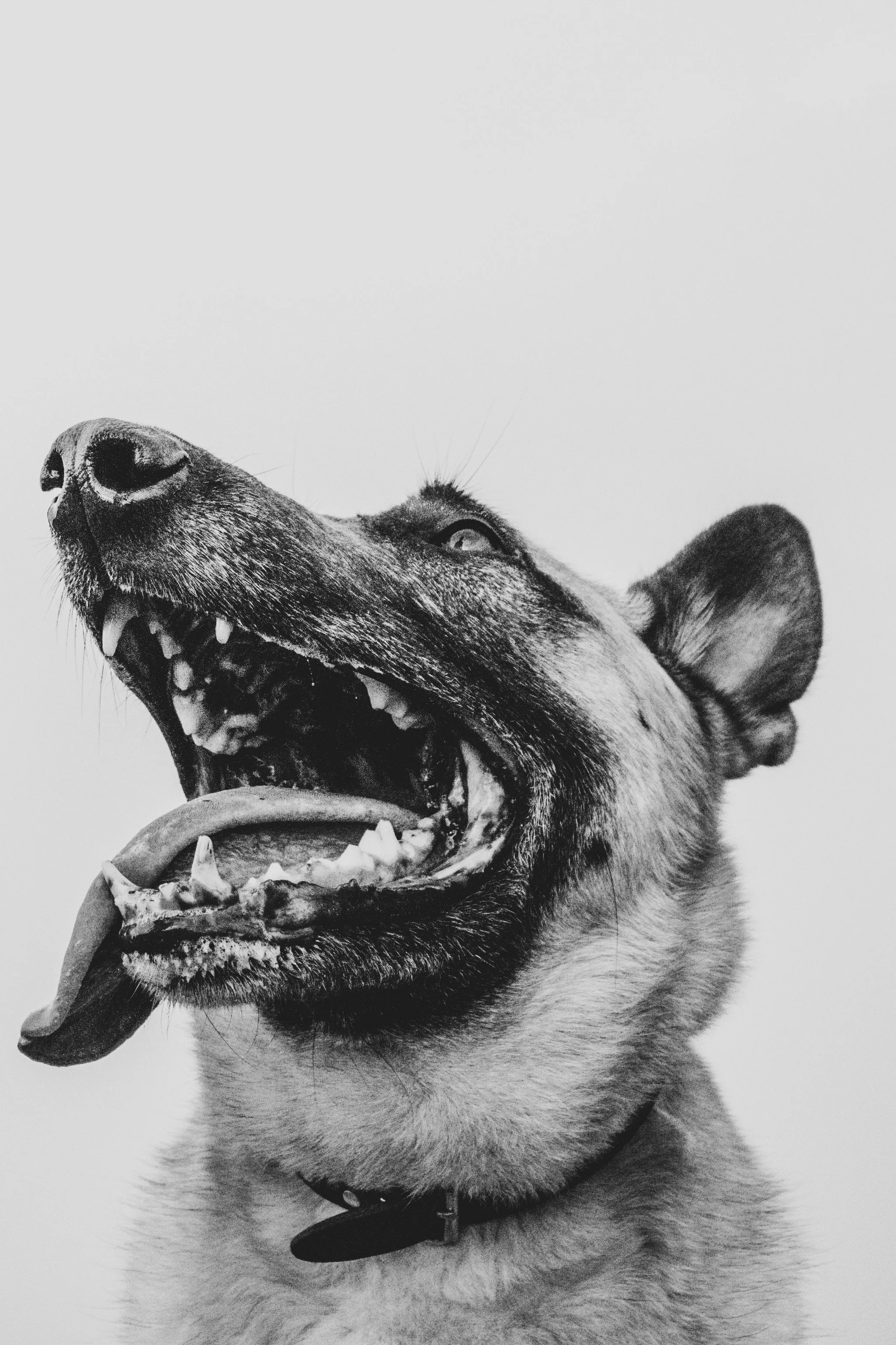 German-shepherd-mix-dog-smiling-with-tongue-out