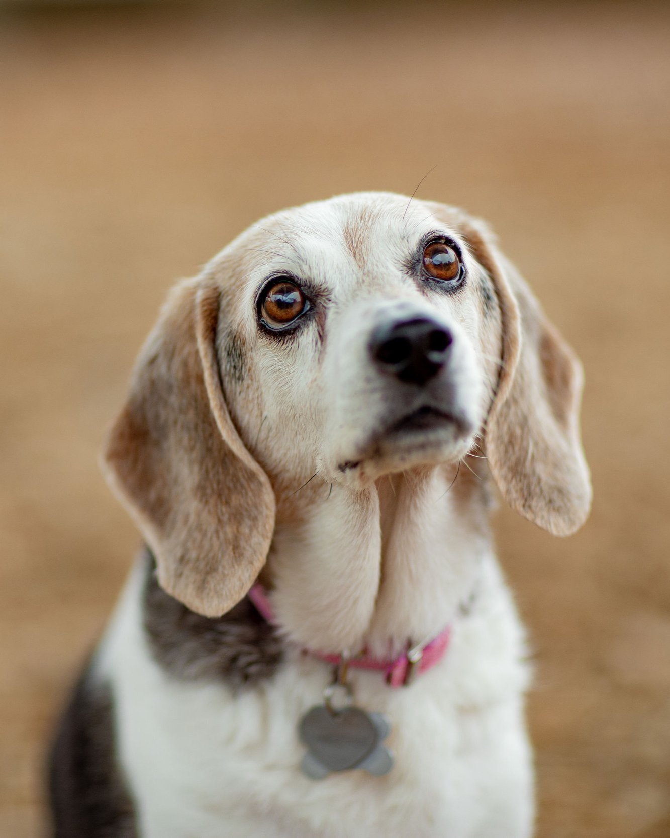 cute-beagle-mix-shelter-dog