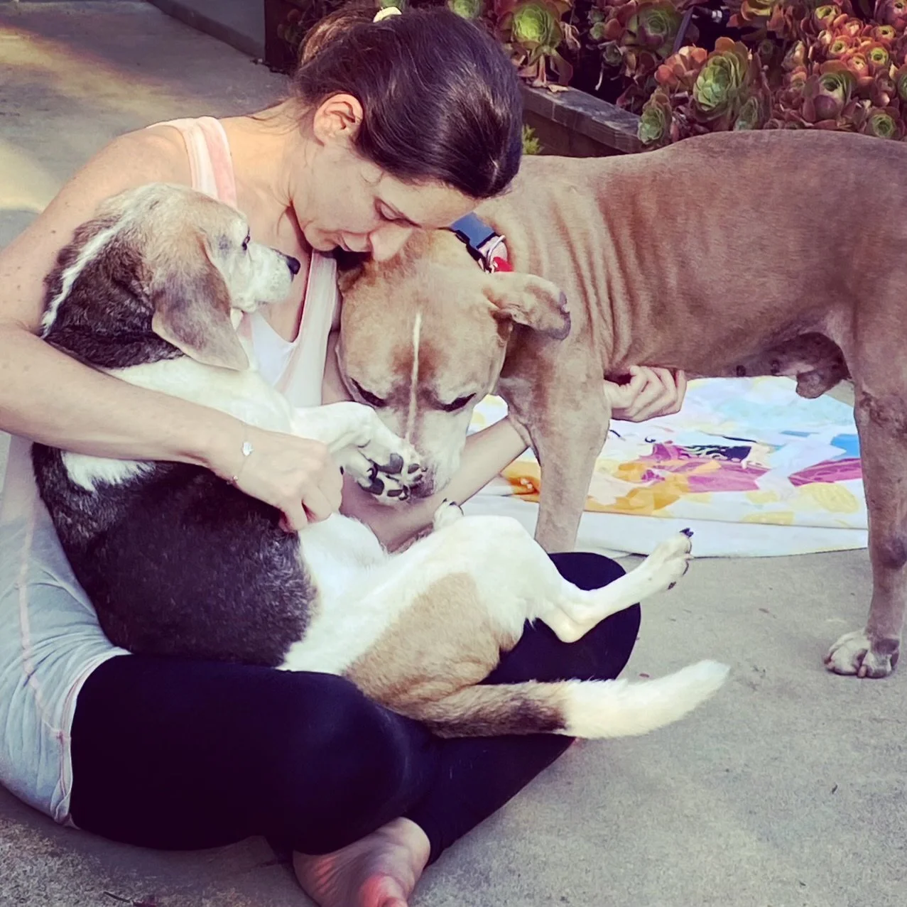 woman-cradling-beagle-and-pitbull-dogs