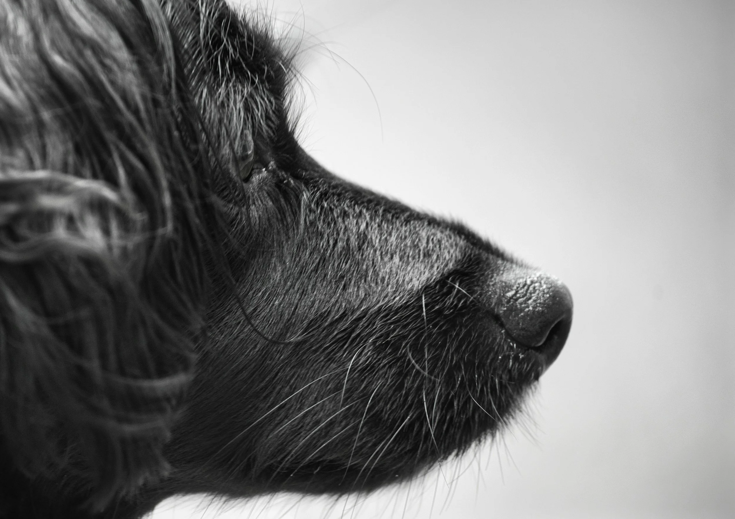 Close-up of a black dog's face, showing part of its snout, eye, and textured fur, with a plain light background.
