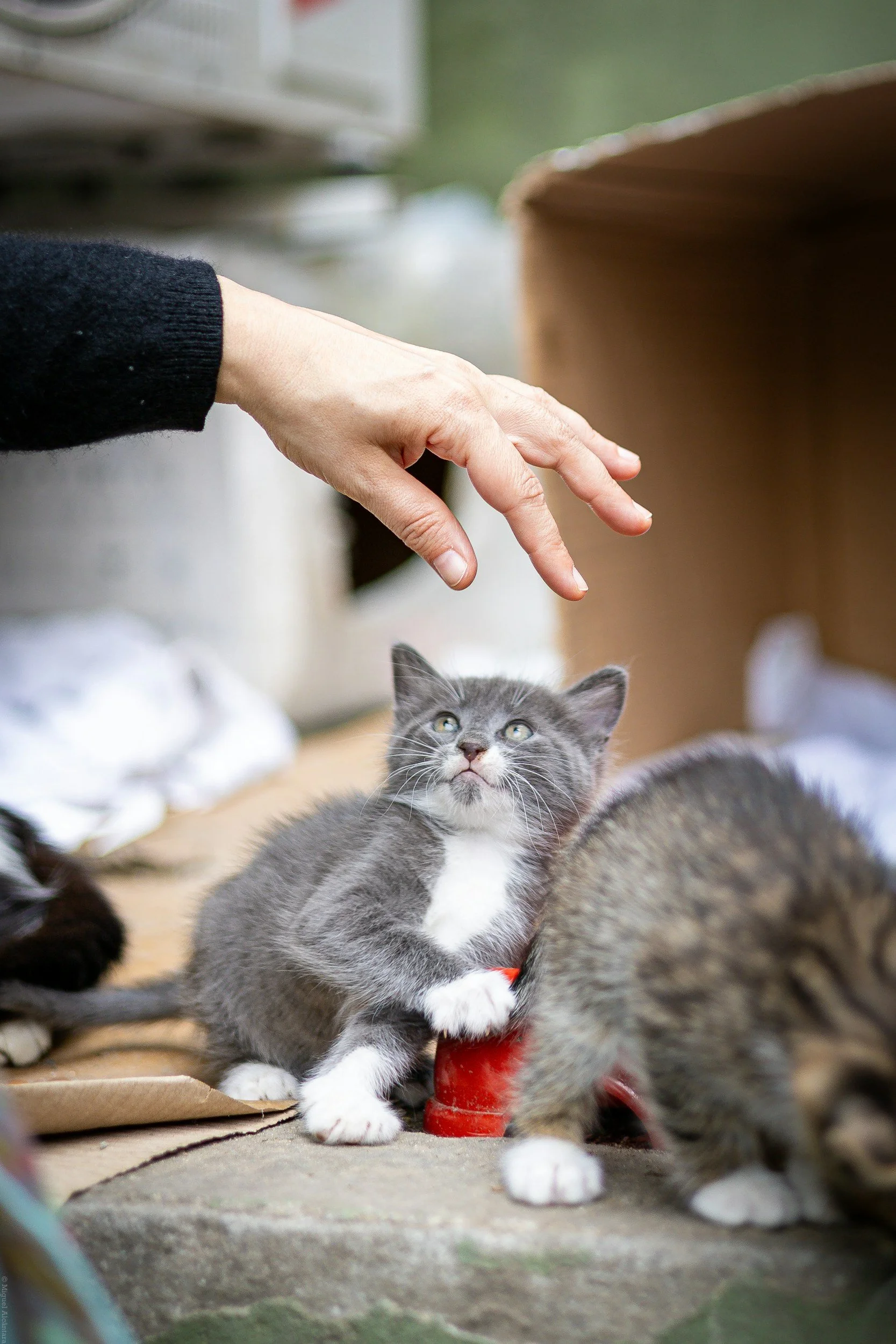 A gray and white kitten with bright eyes looking upward, surrounded by other cats and adults, with a person's hand reaching towards it in a cozy indoor animal shelter or animal rescue.