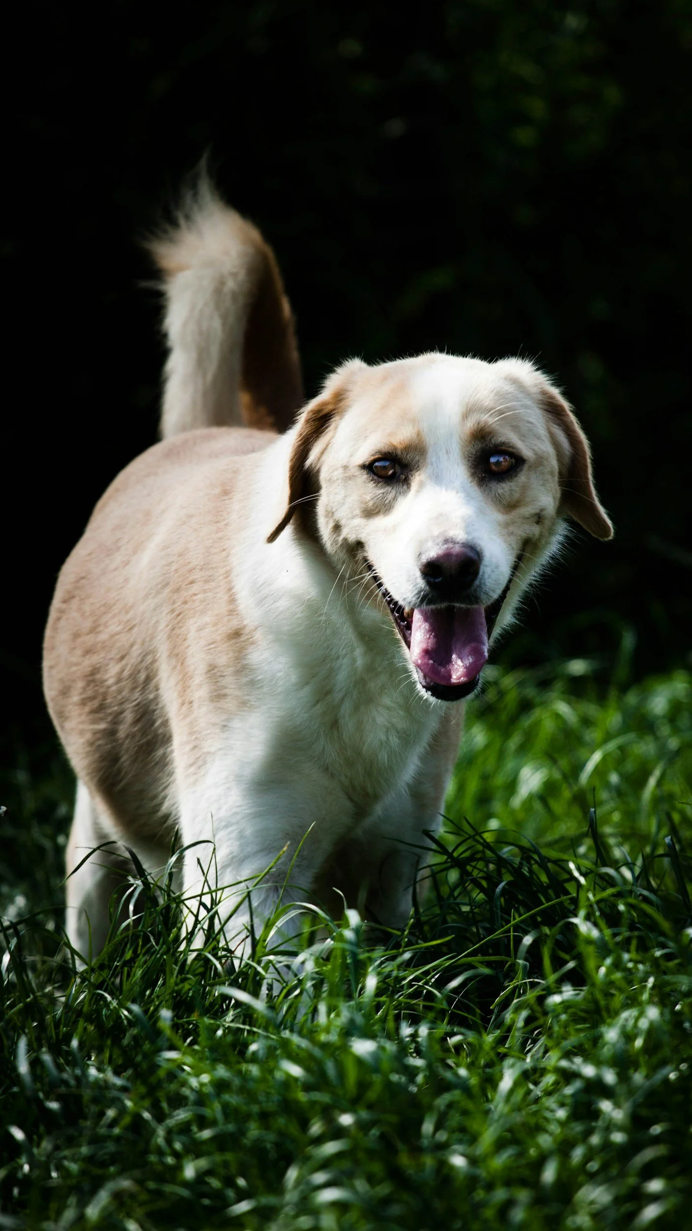 A joyful rescue dog with a tan and white coat walking through green grass in sunlight.