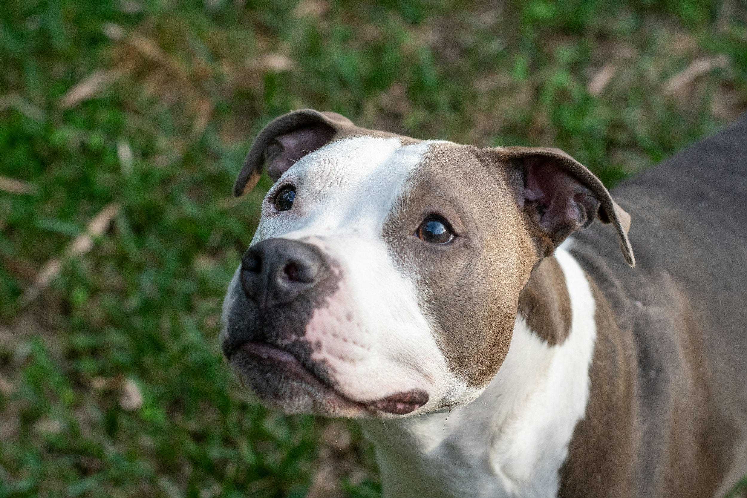 Close-up of a friendly-looking dog, possibly an American Staffordshire Terrier, lying outdoors on the grass.