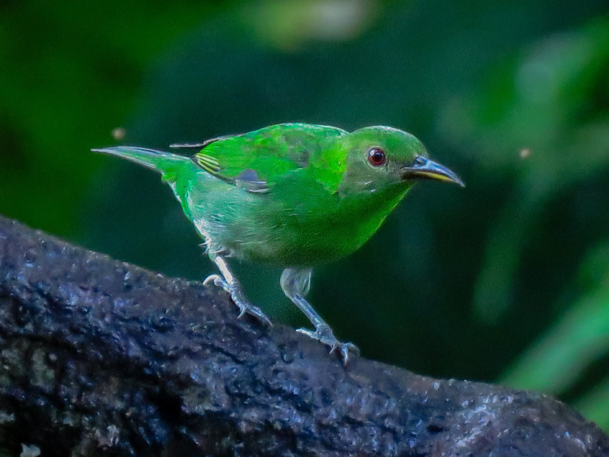 Green Honeycreeper