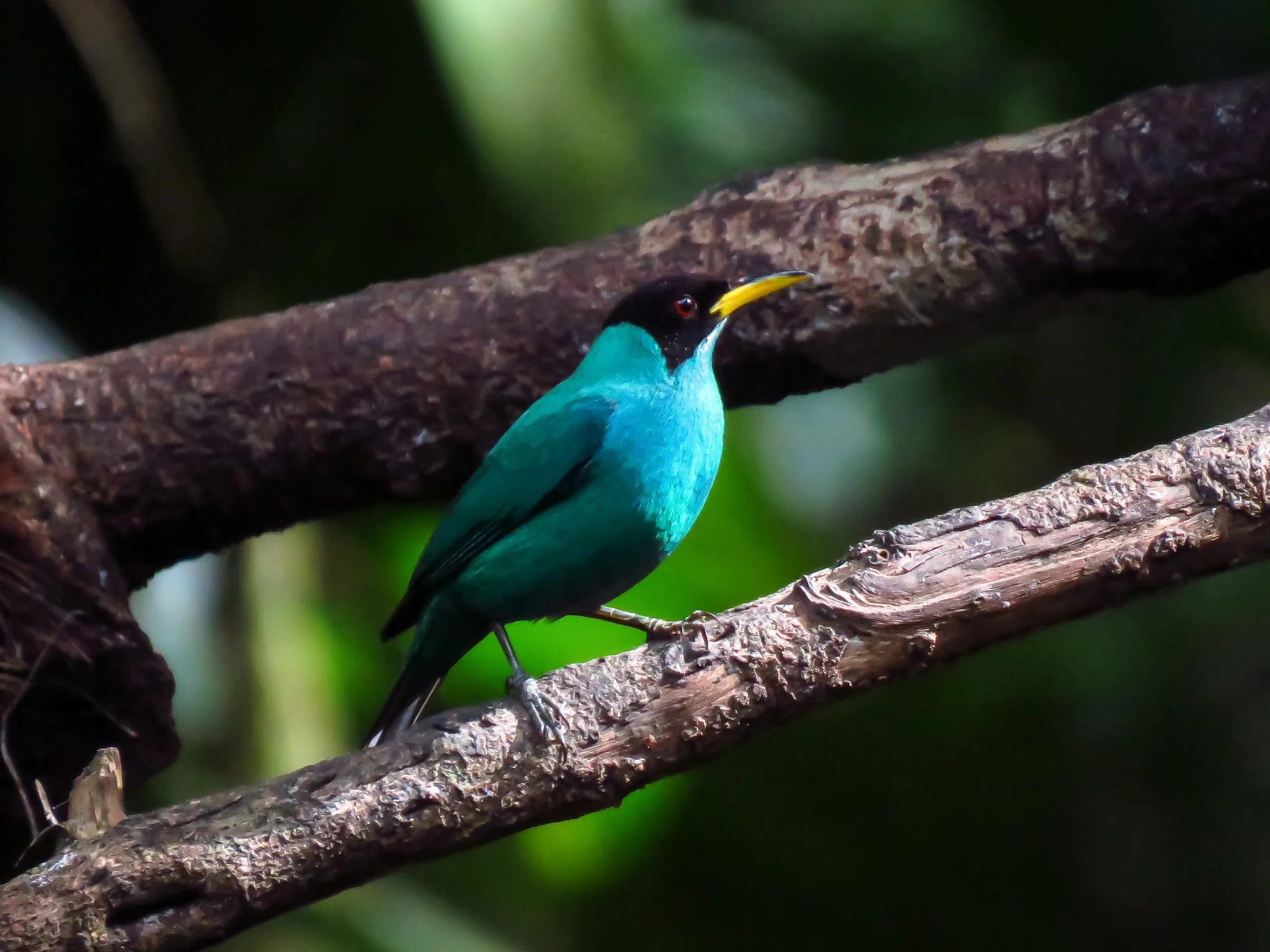 Green Honeycreeper