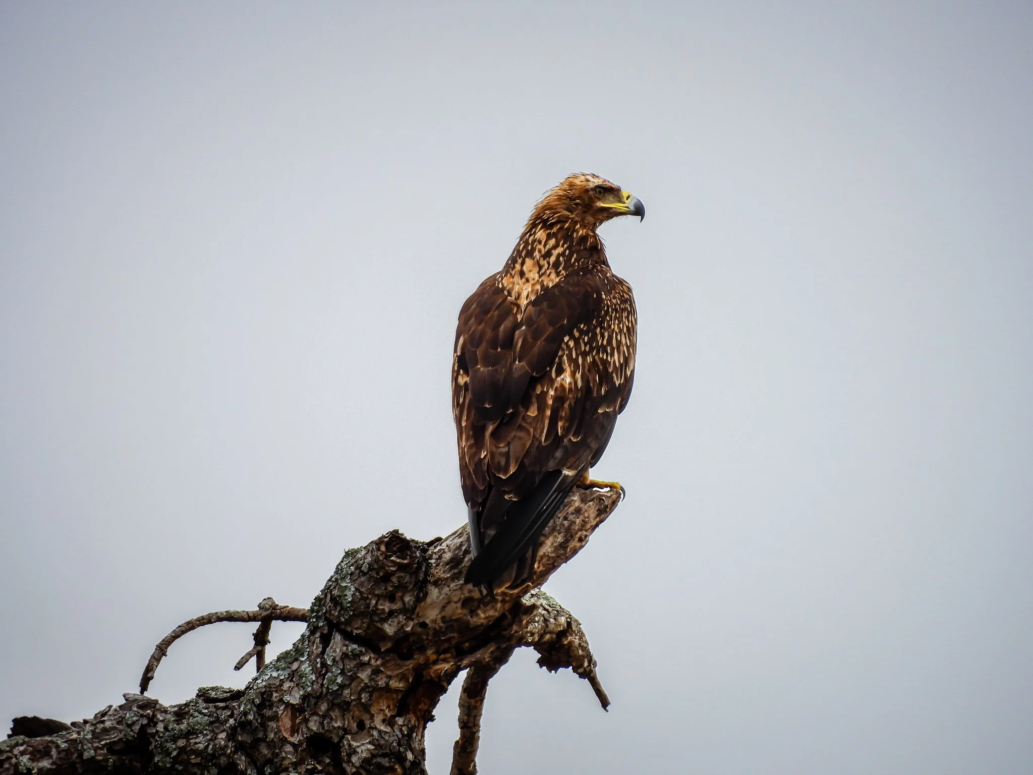 Tawny Eagle