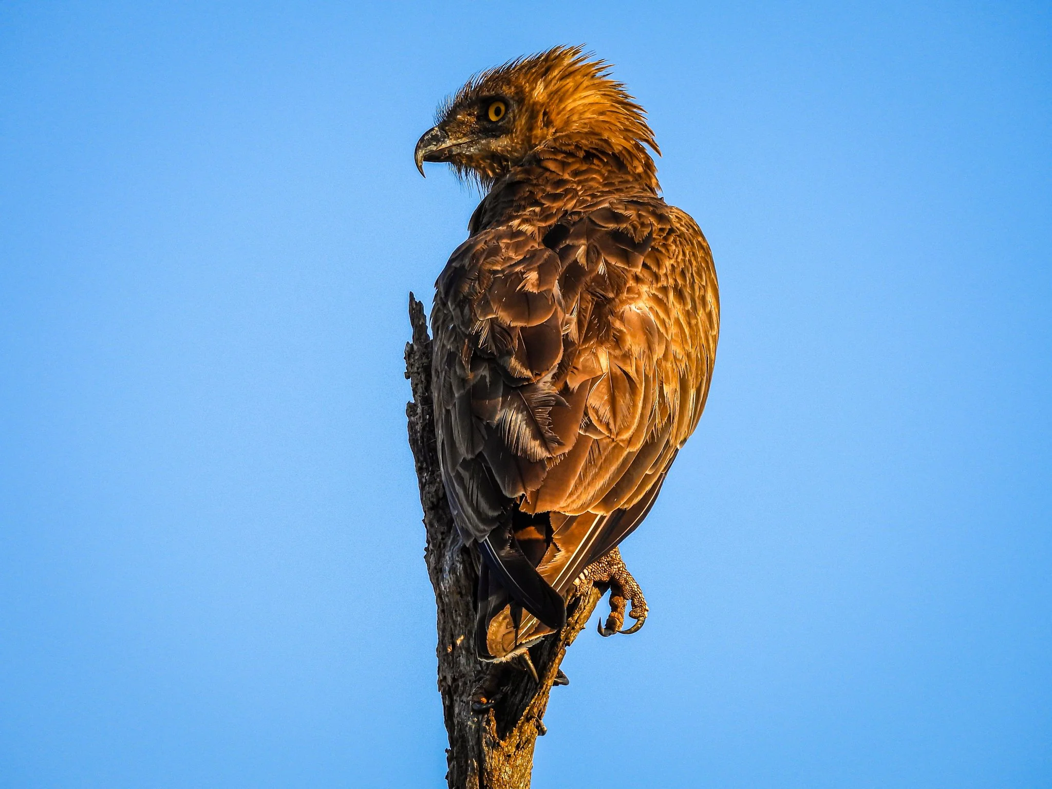 Brown Snake Eagle