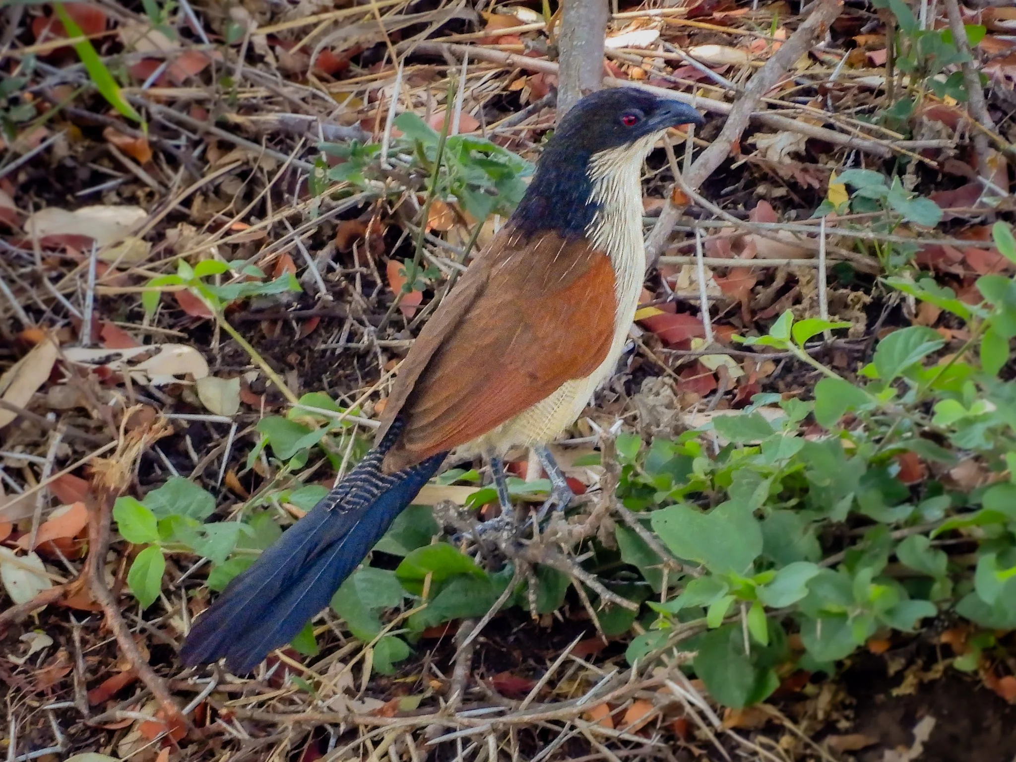 Burchell’s Coucal