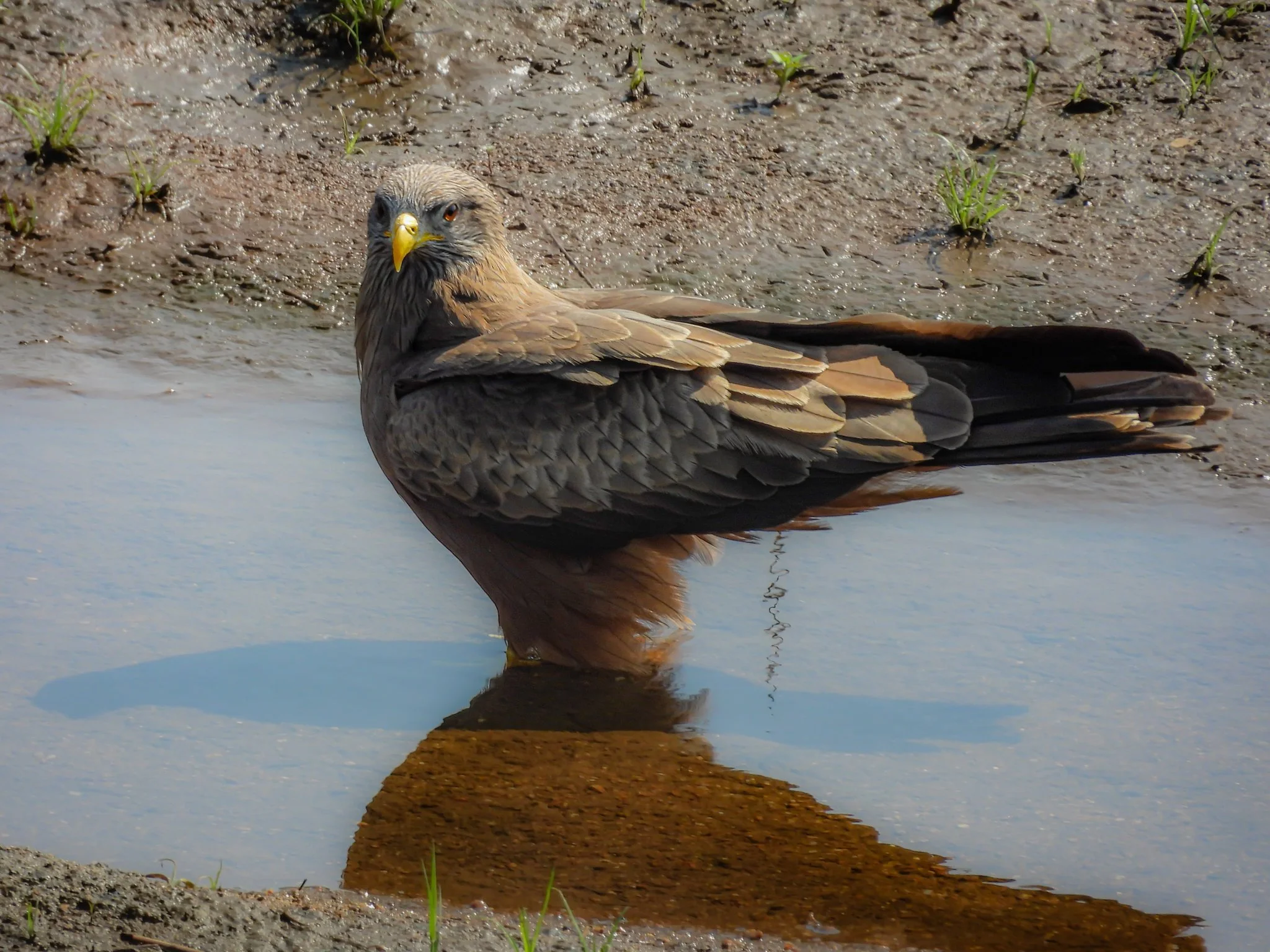 Black Kite