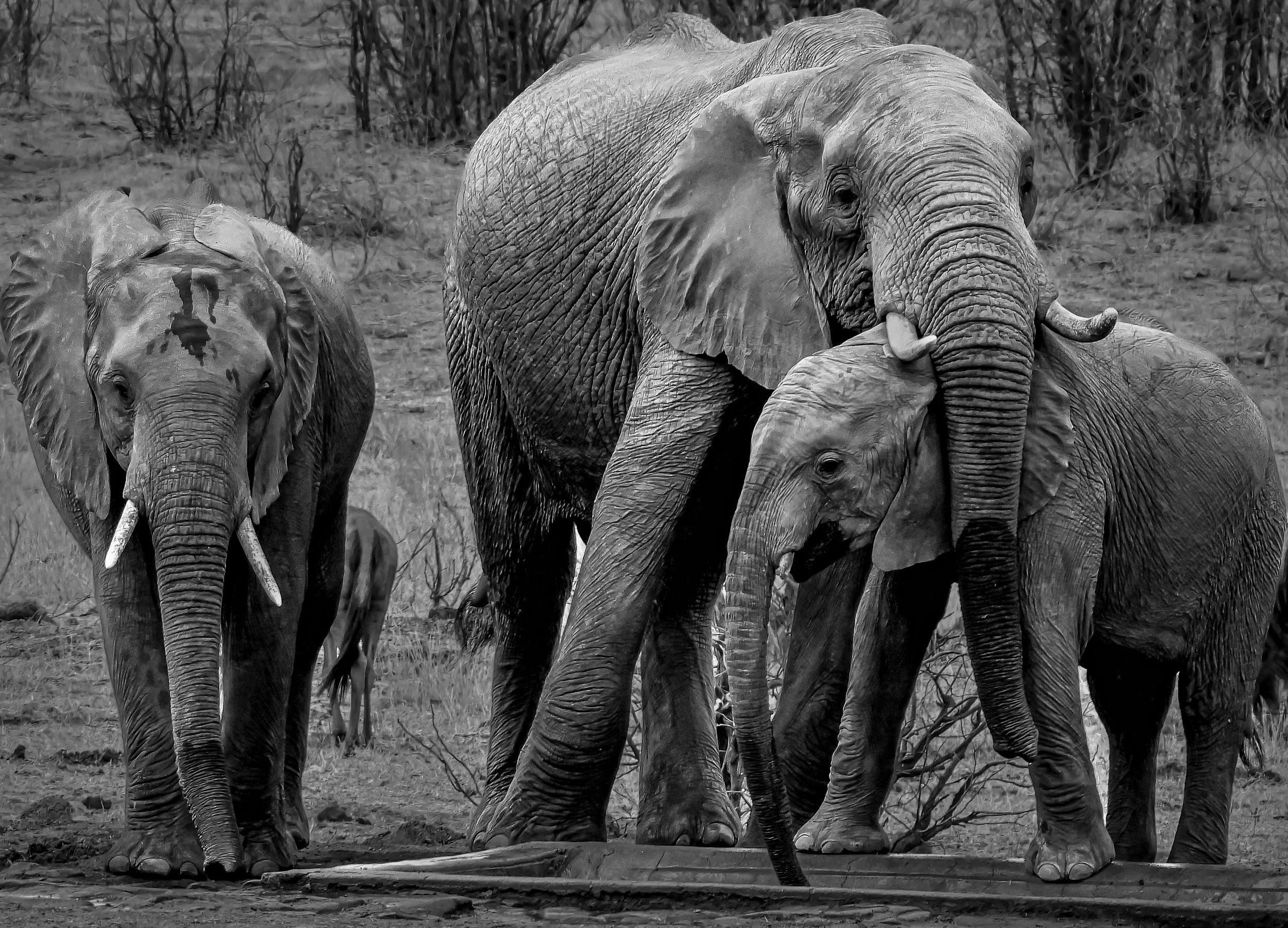 Elephants_BW2.jpg