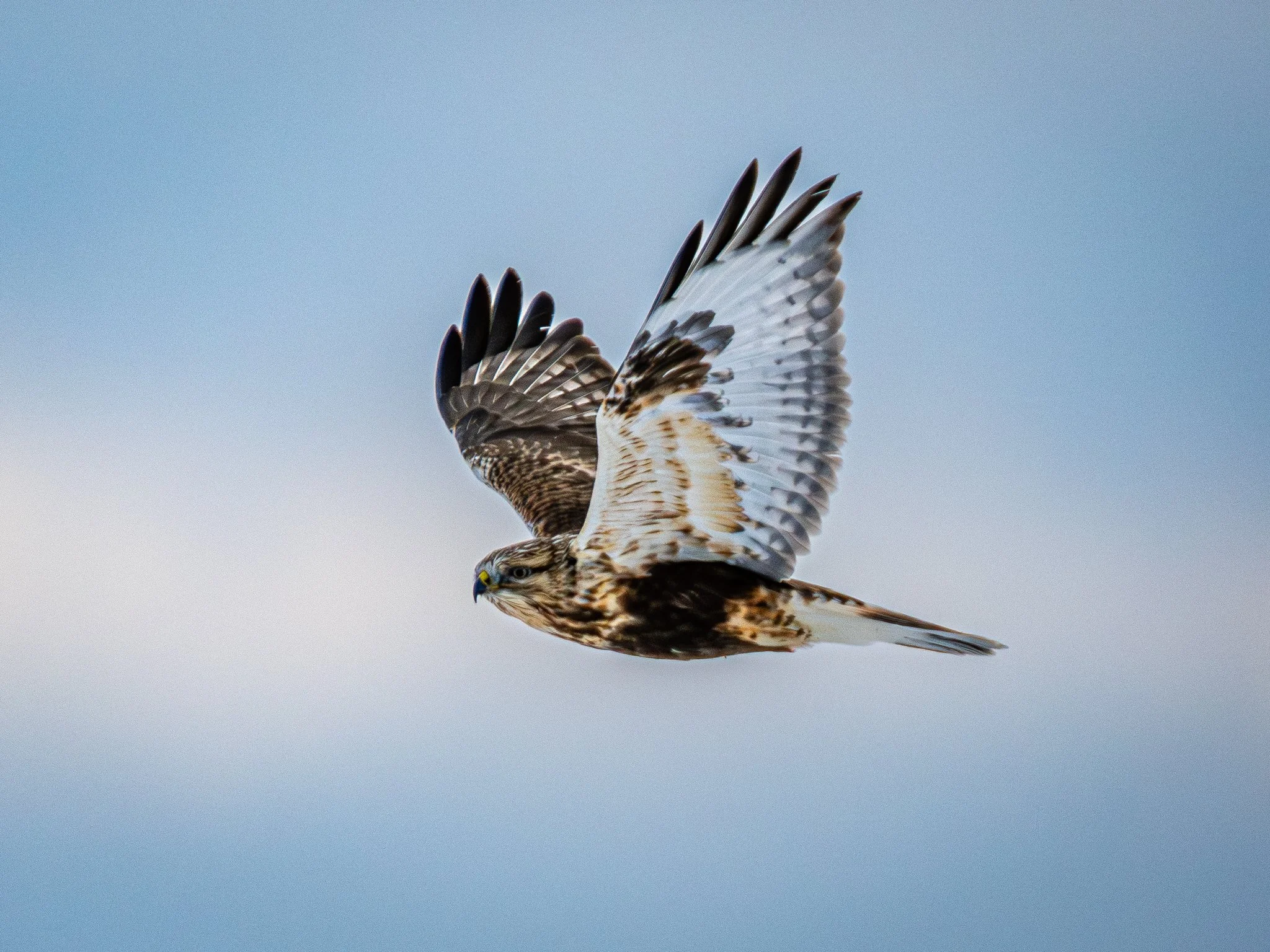 Rough-legged Hawk_2.jpg