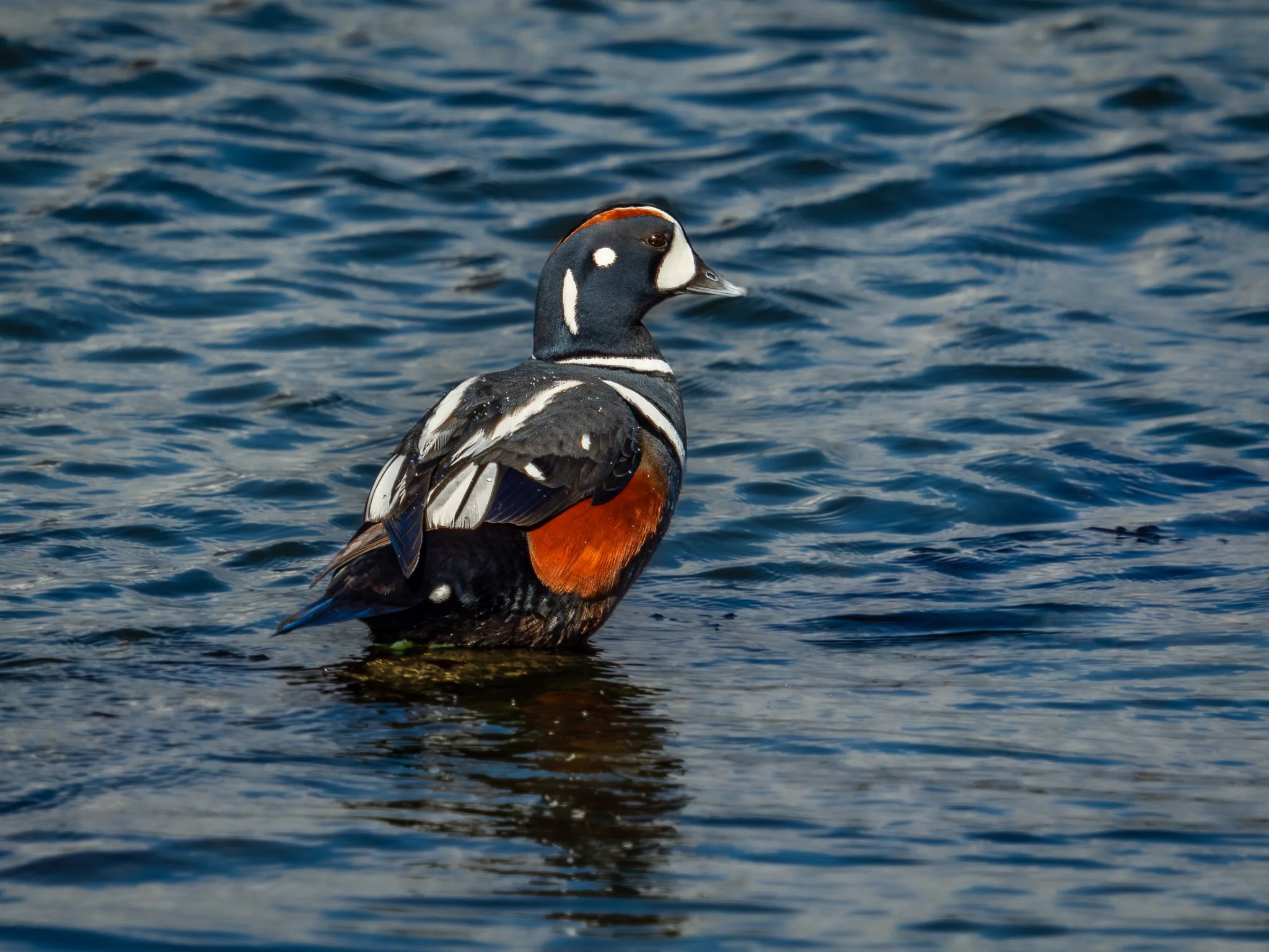 Harlequin Duck drake