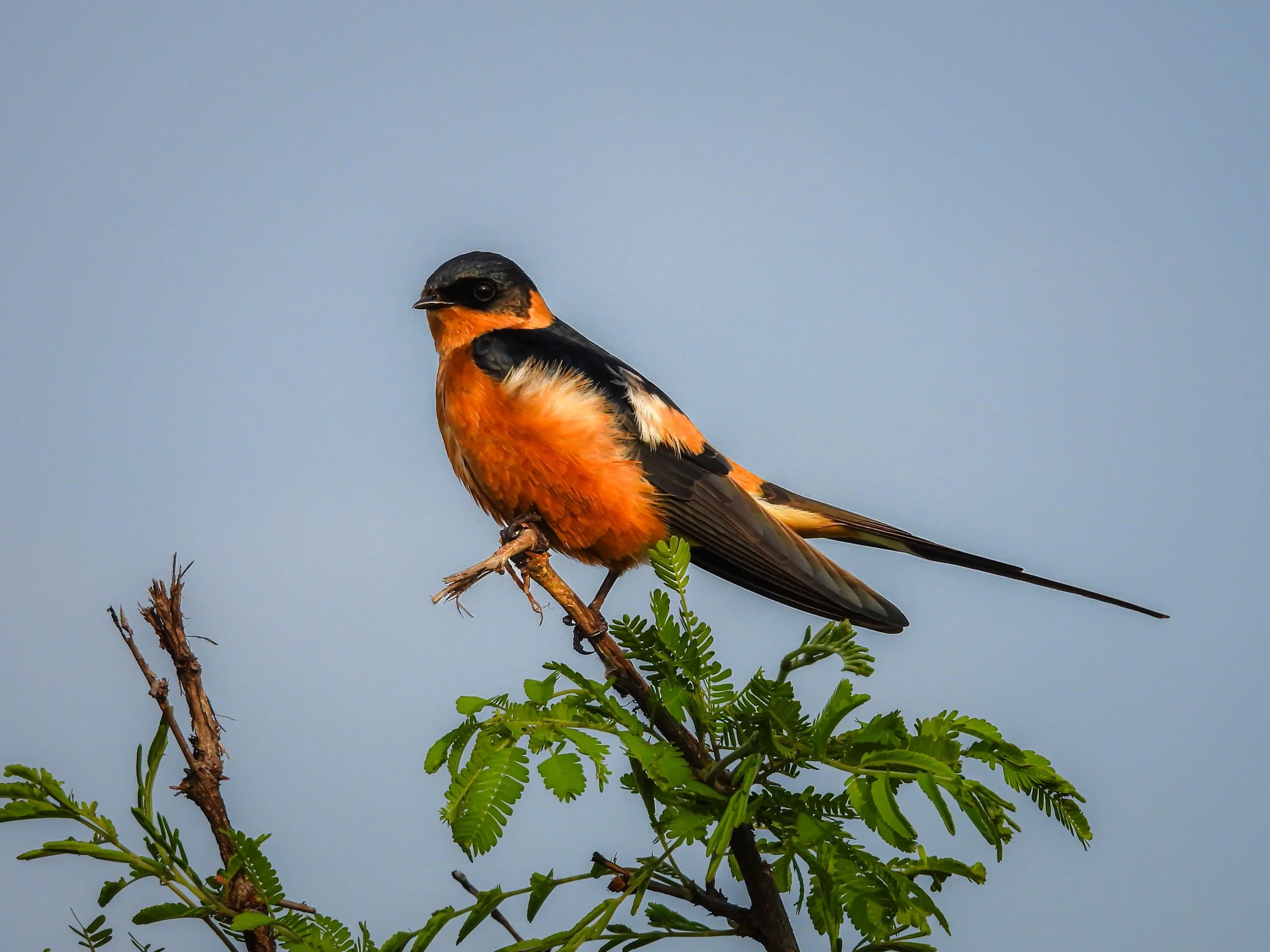 Rufous-chested (Red-breasted) Swallow