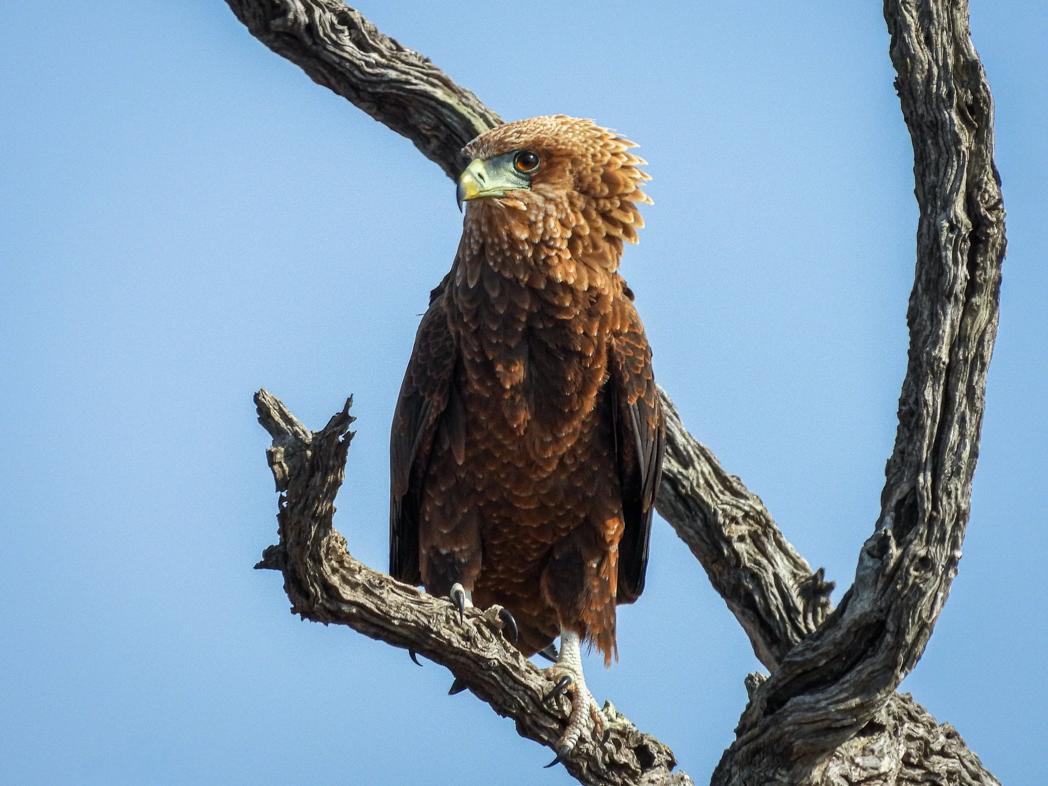 Immature Bateleur
