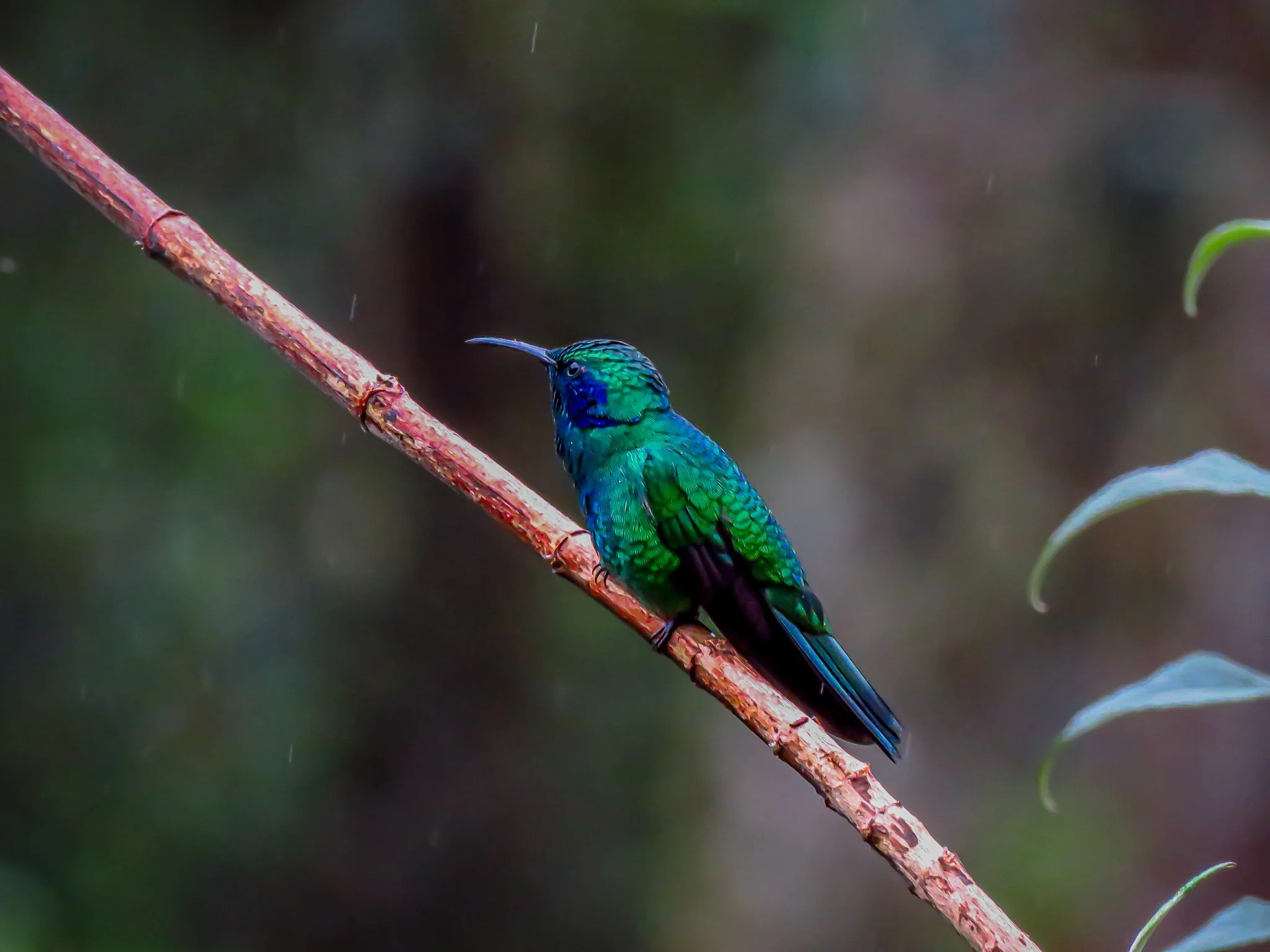 Lesser Violetear