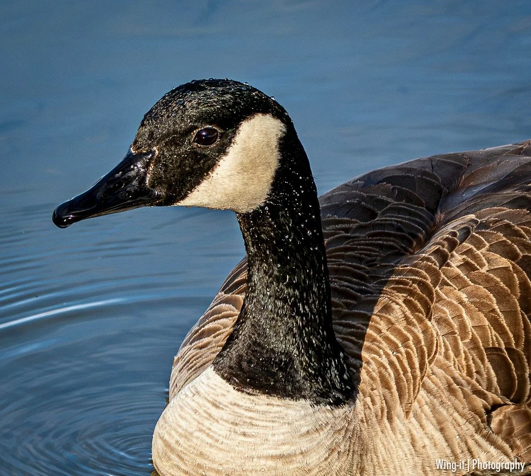 Canada Goose