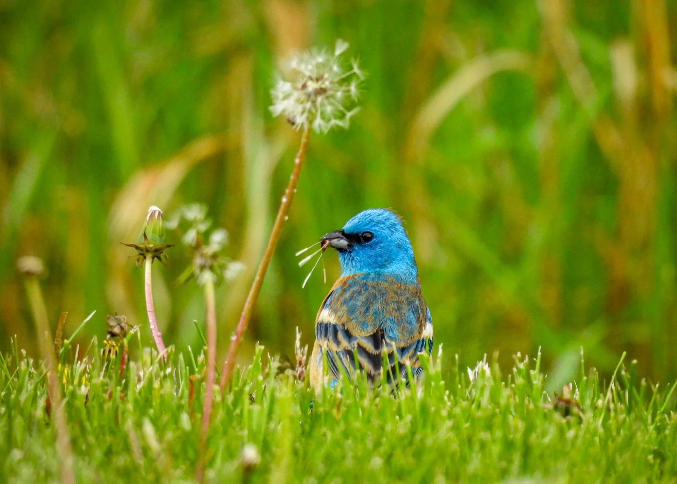 Lazuli Bunting.jpg