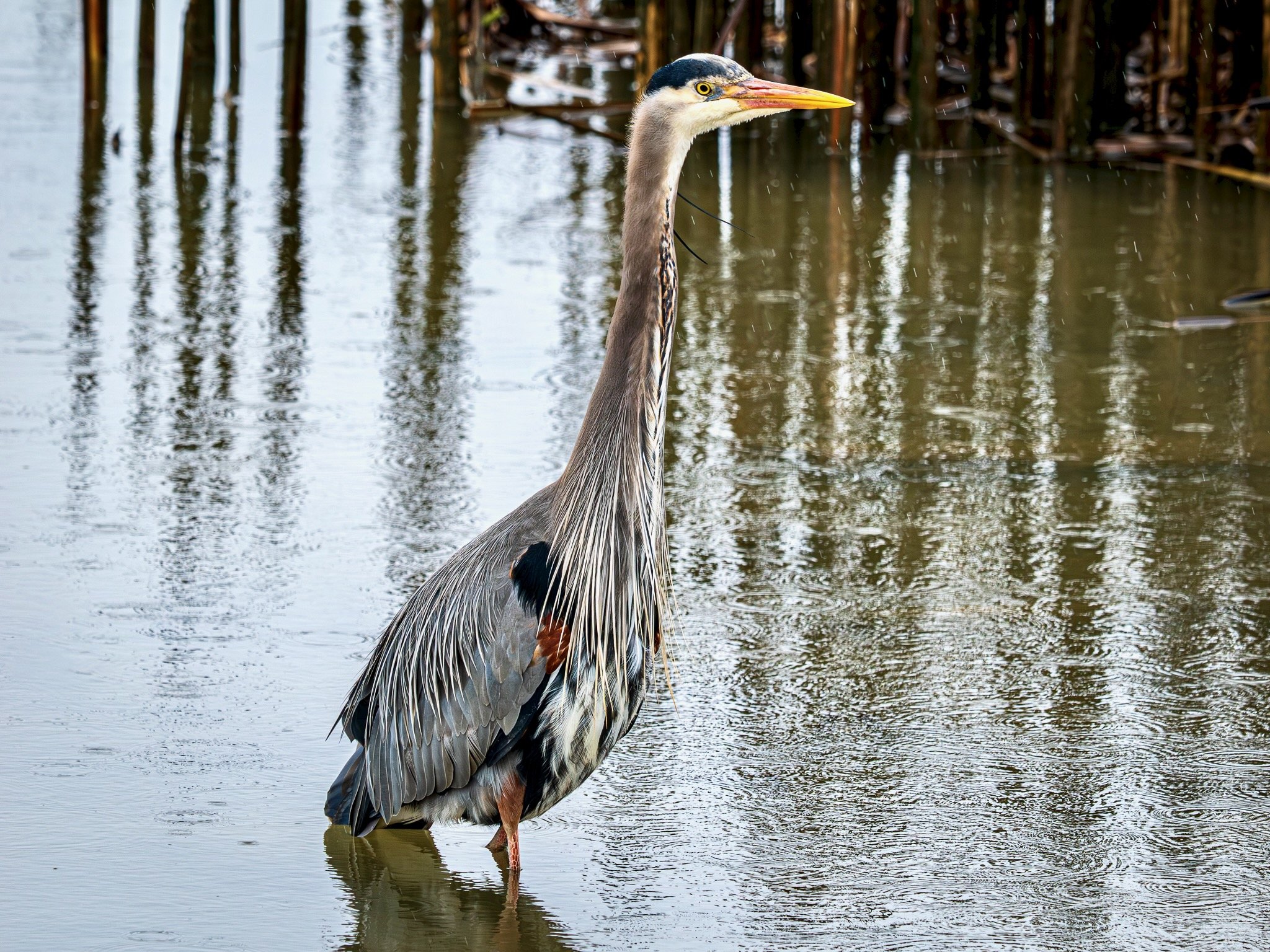 Great Blue Heron
