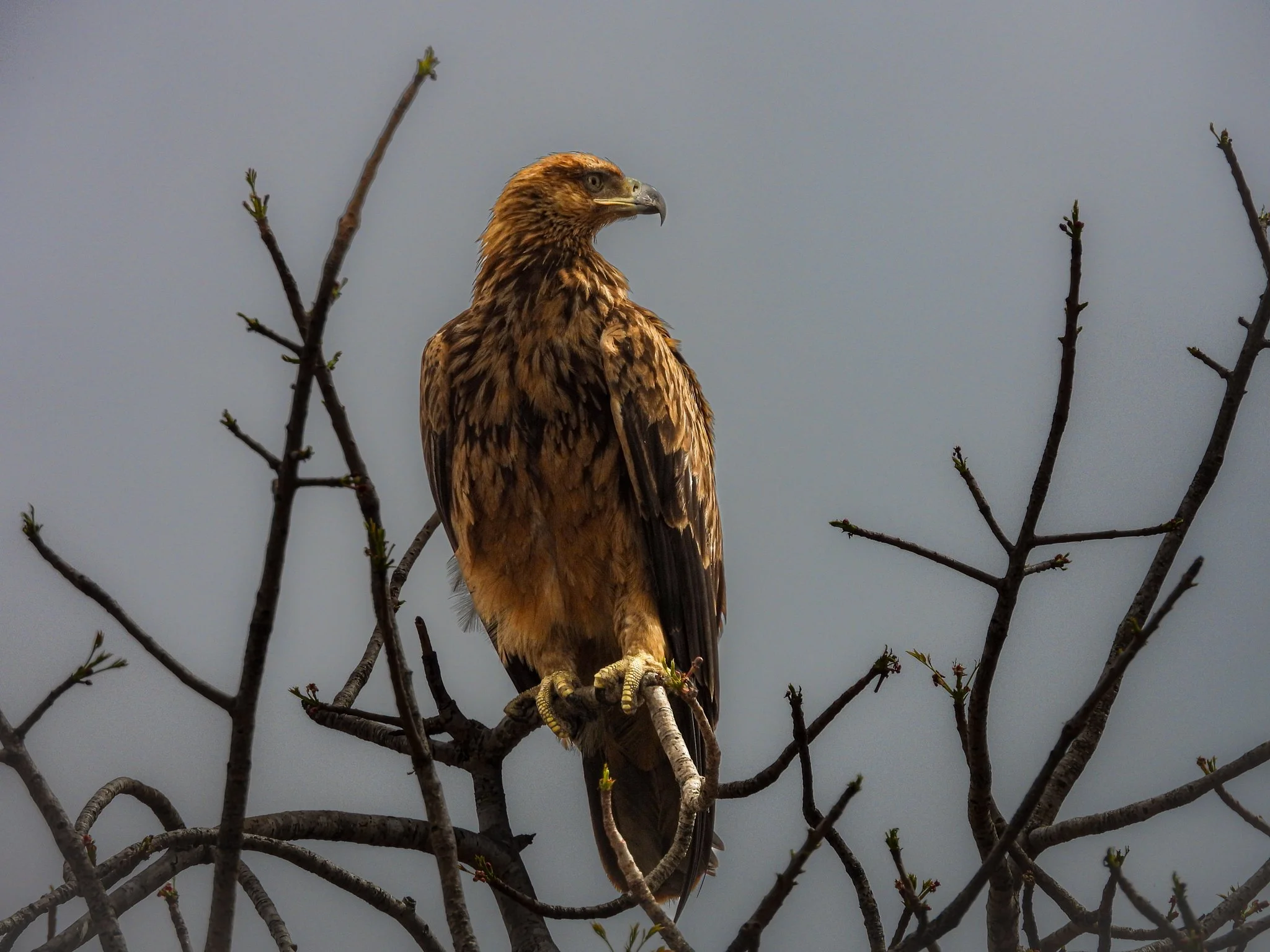 Tawny Eagle