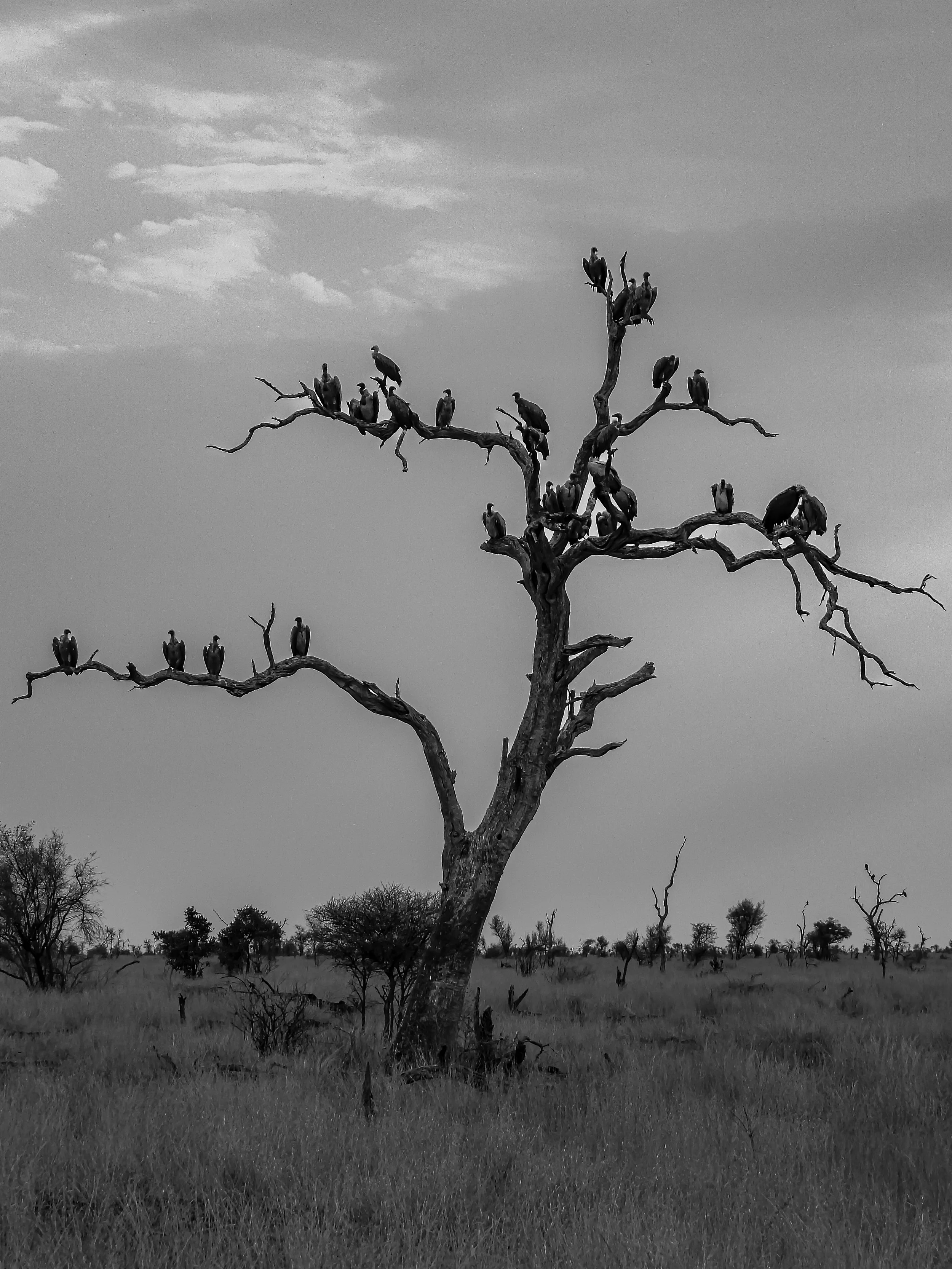 Vultures_BW2.jpg