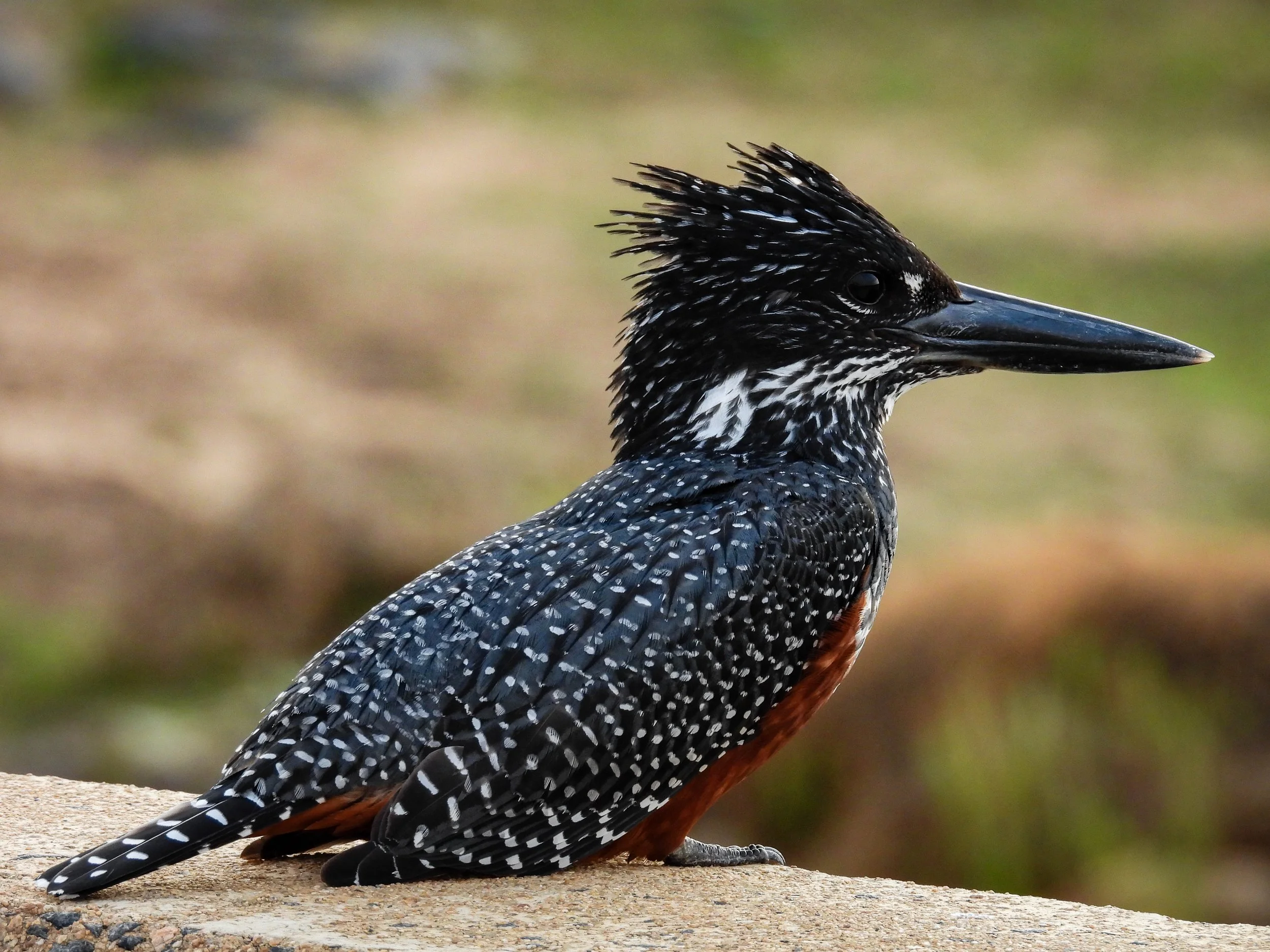 Giant Kingfisher.jpg