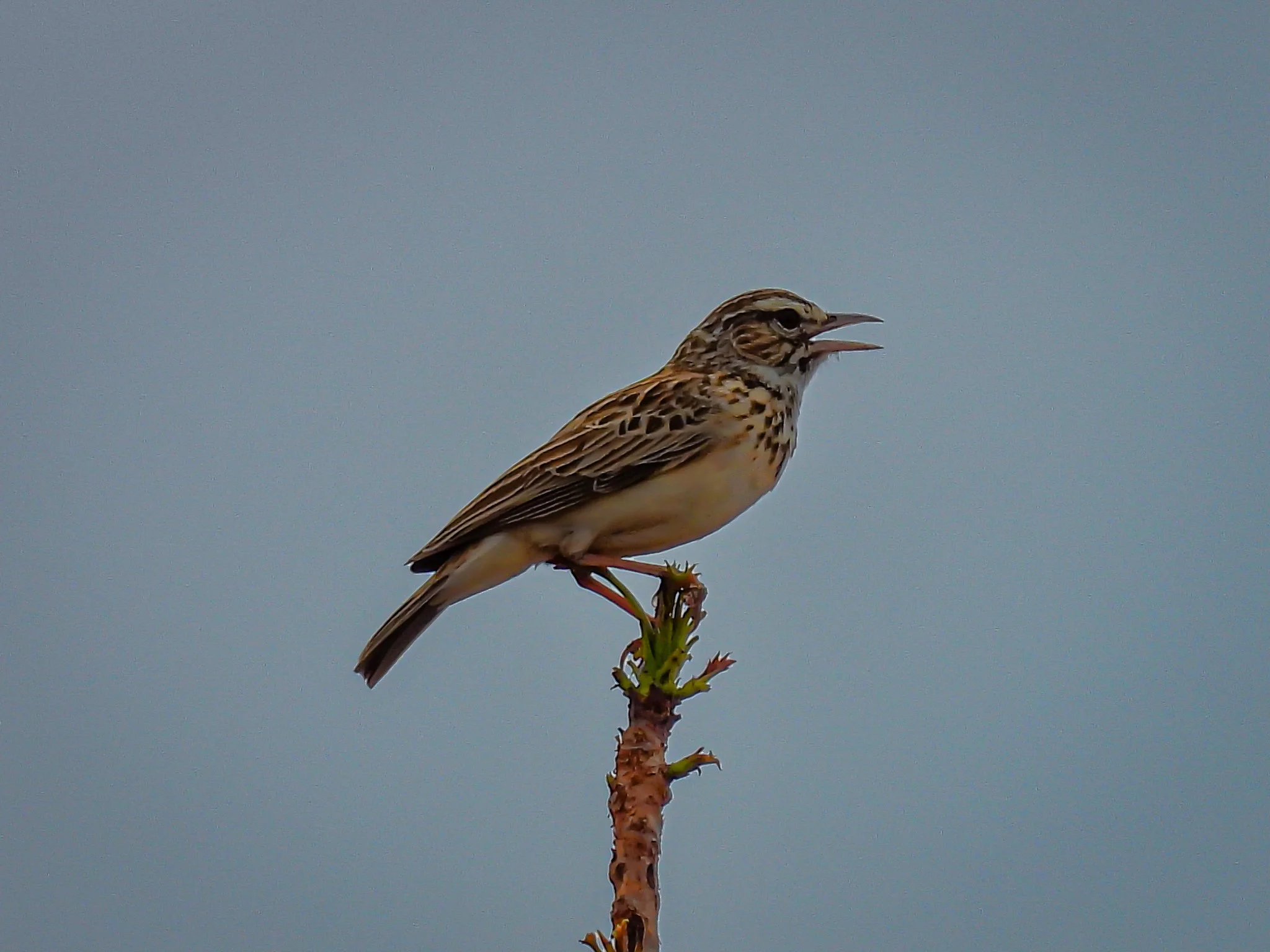 Sabota Lark