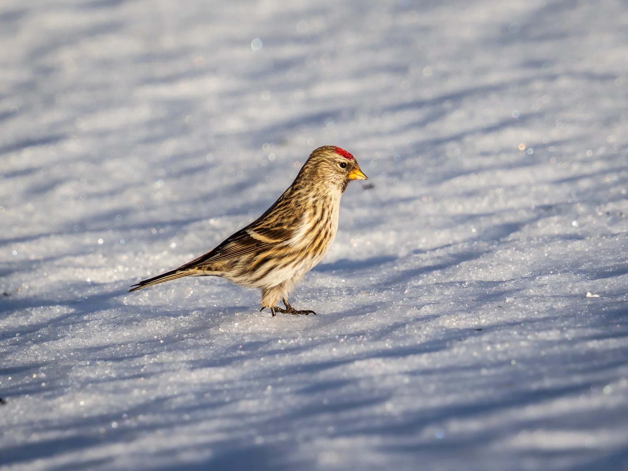 Common Redpoll.jpg