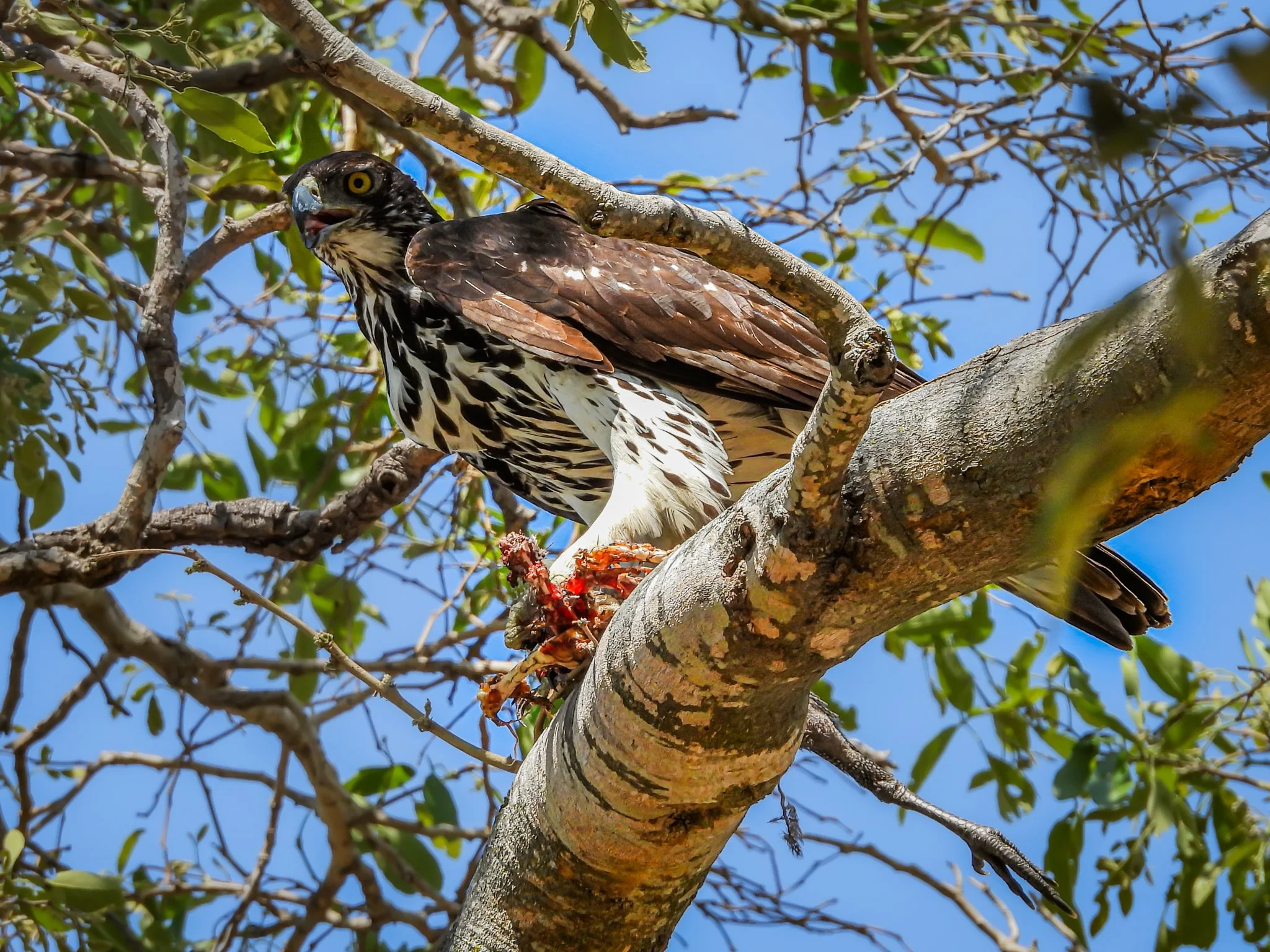 African Hawk-eagle