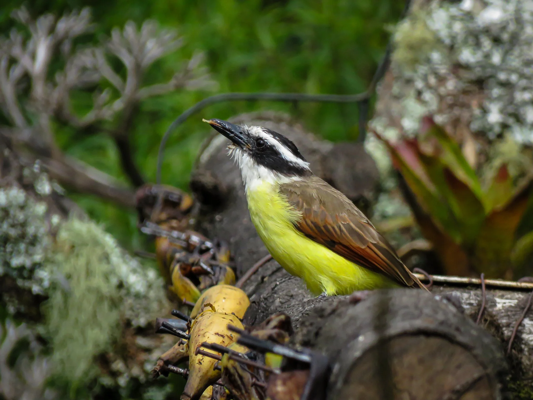 Great Kiskadee