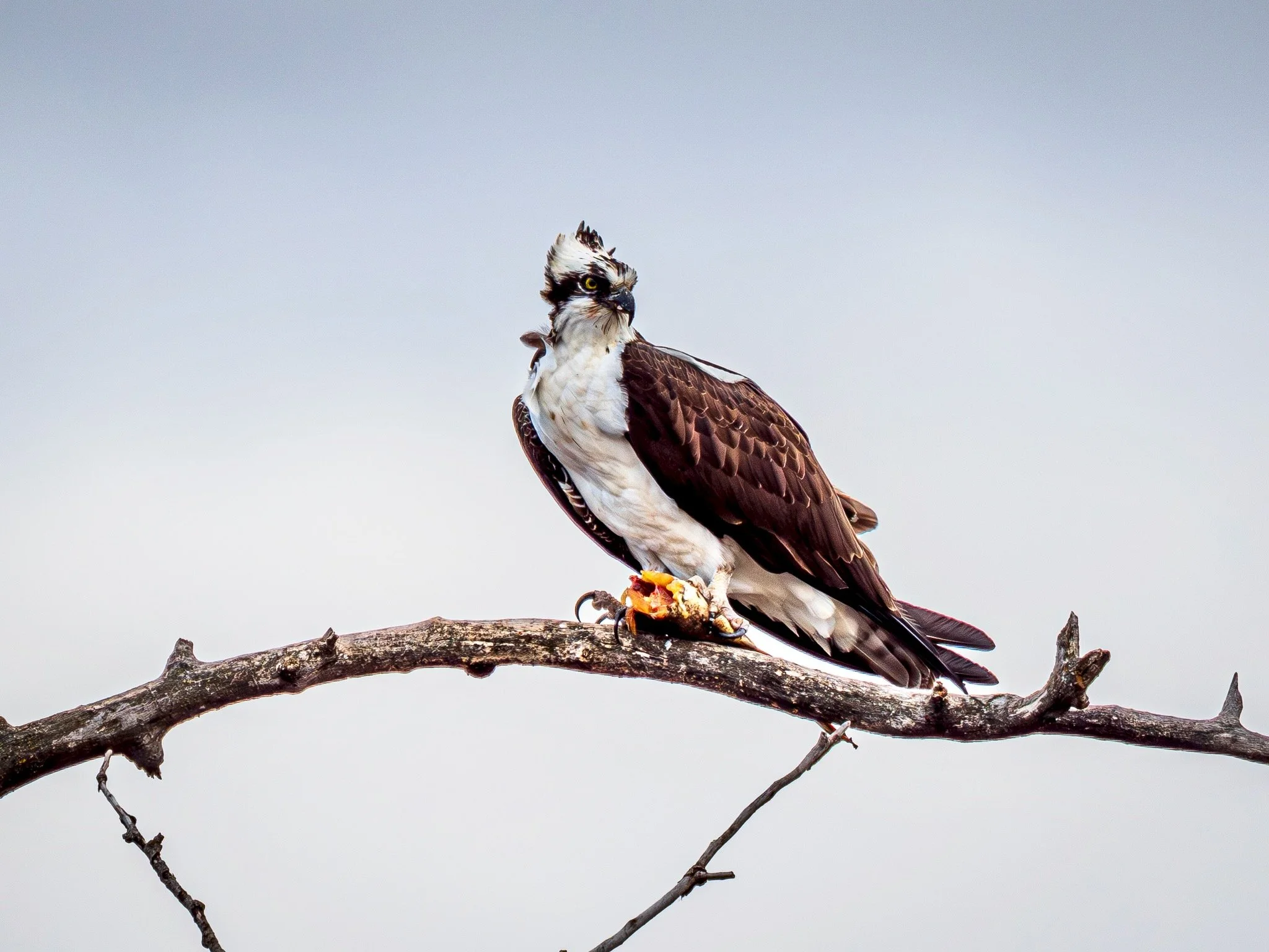 Osprey with dinner.