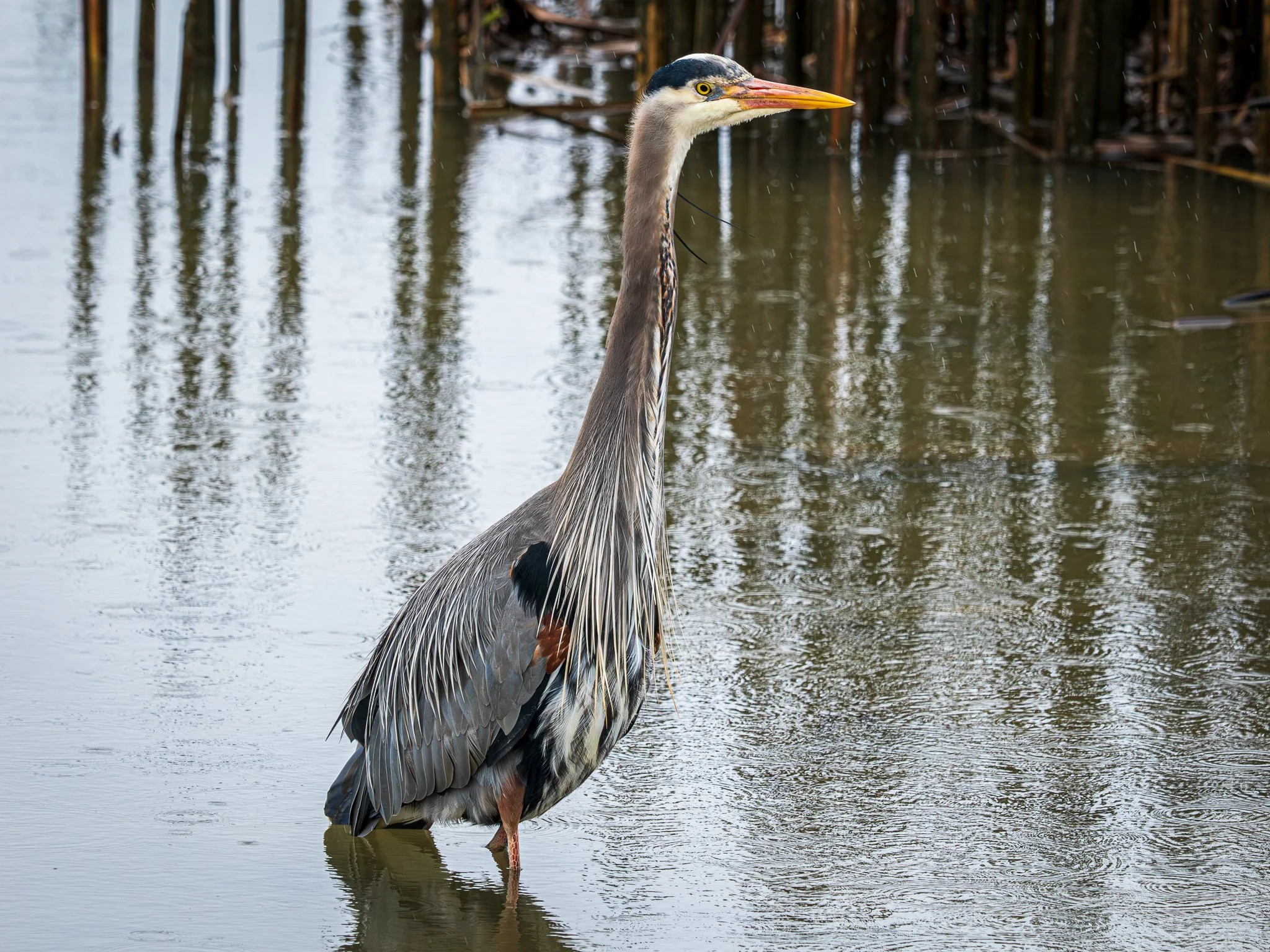 Great Blue Heron