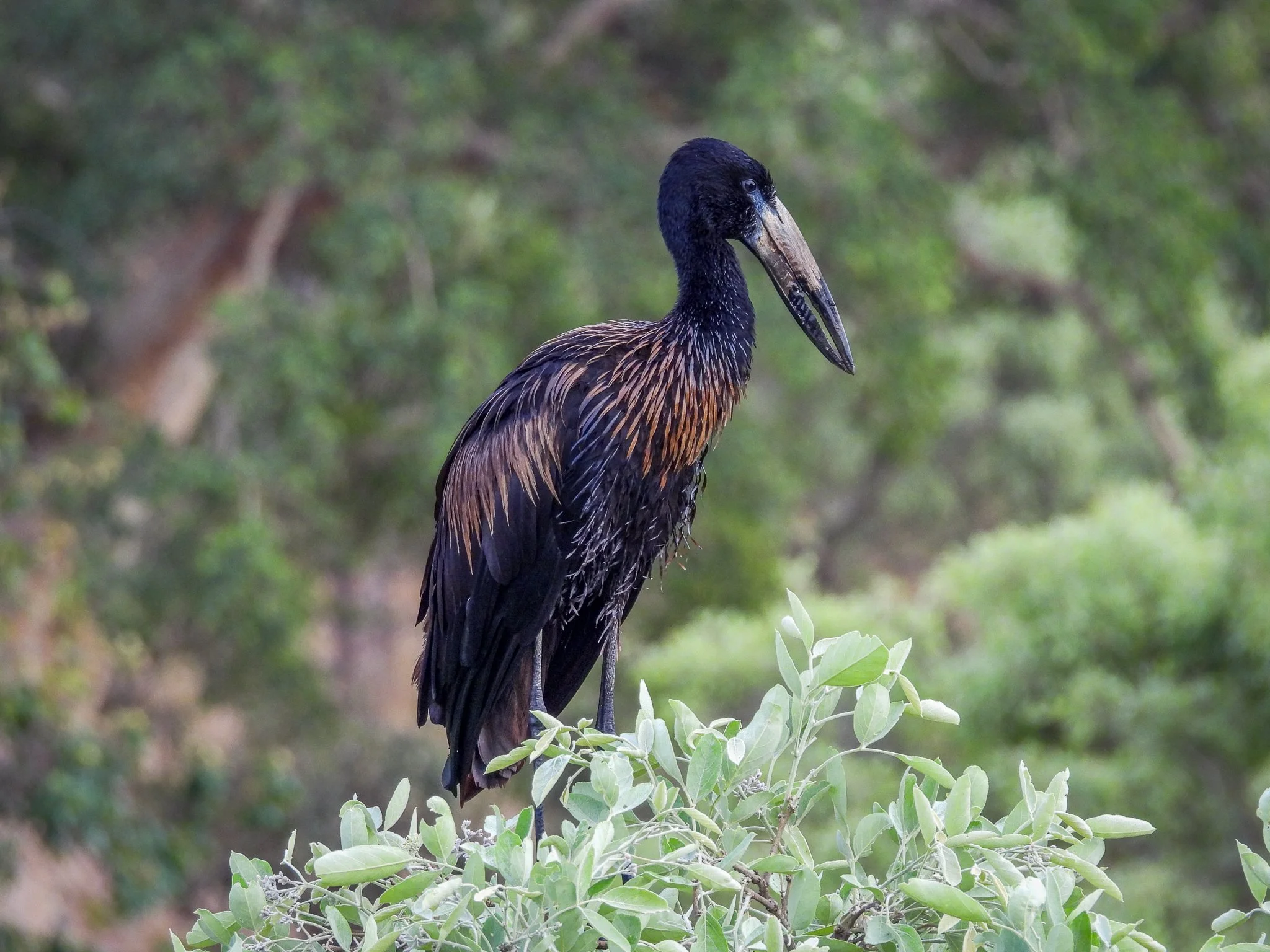 African Openbill