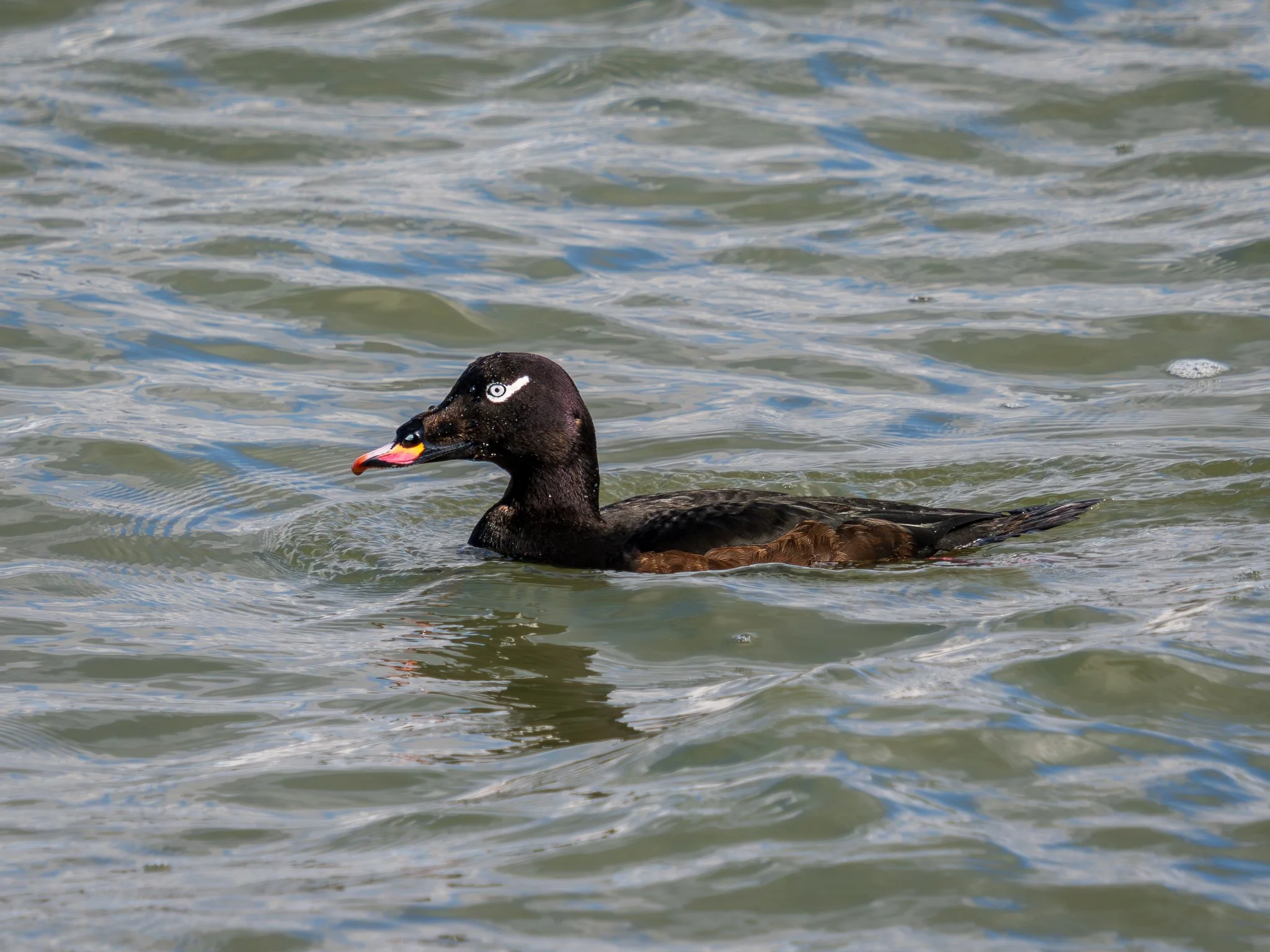 White-winged Scoter