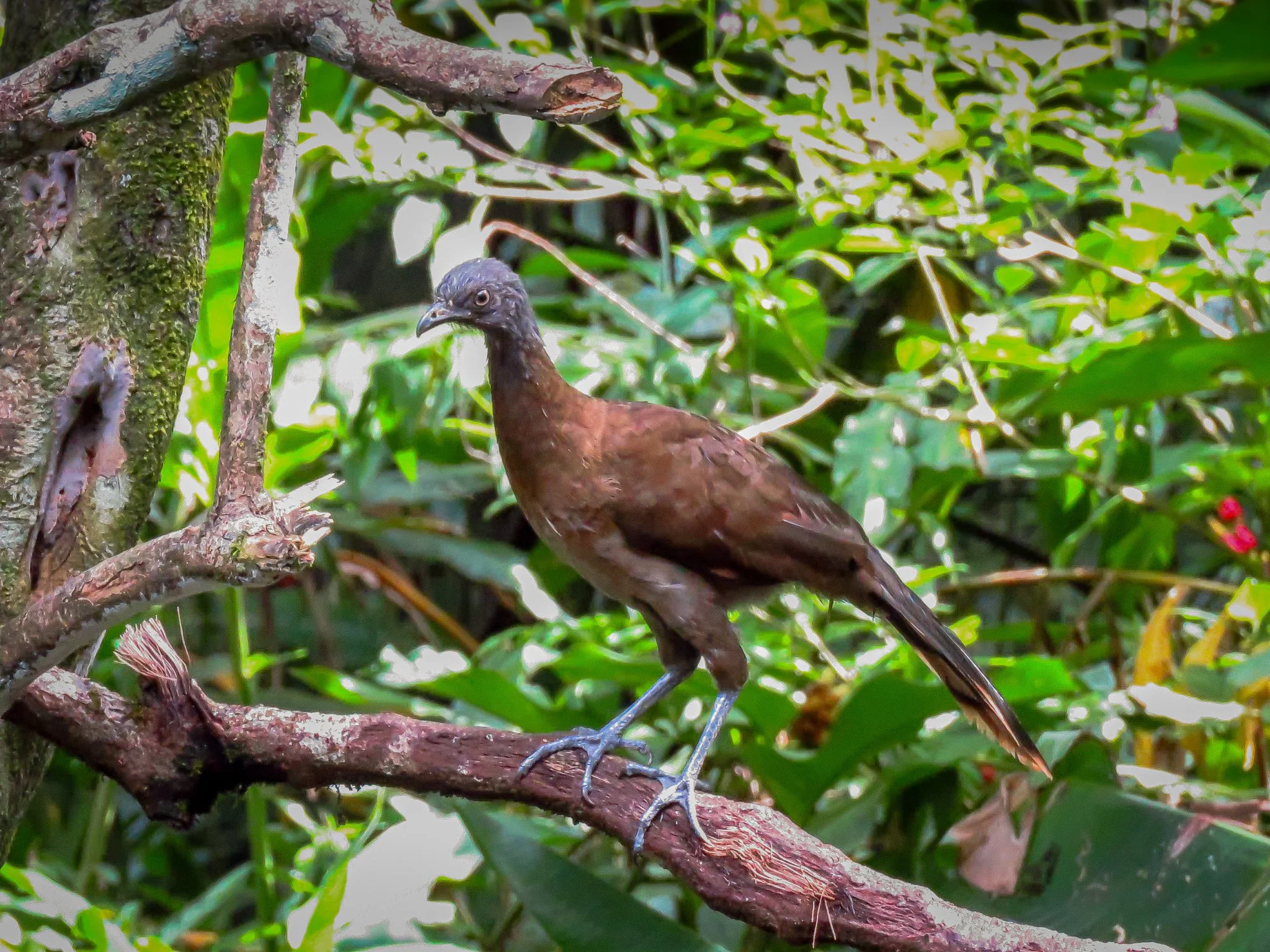 Gray-headed Chachalaca