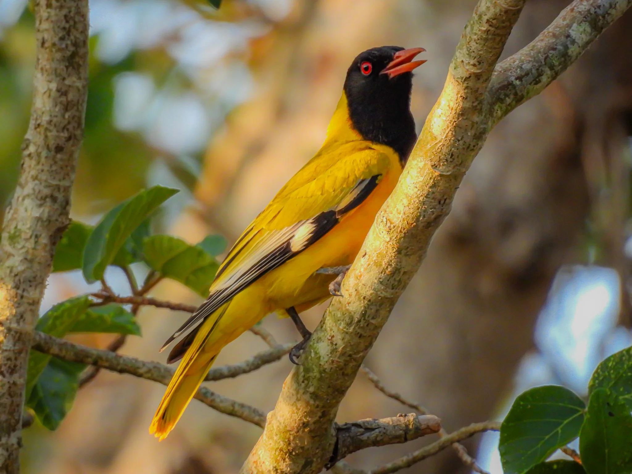 Black-headed Oriole