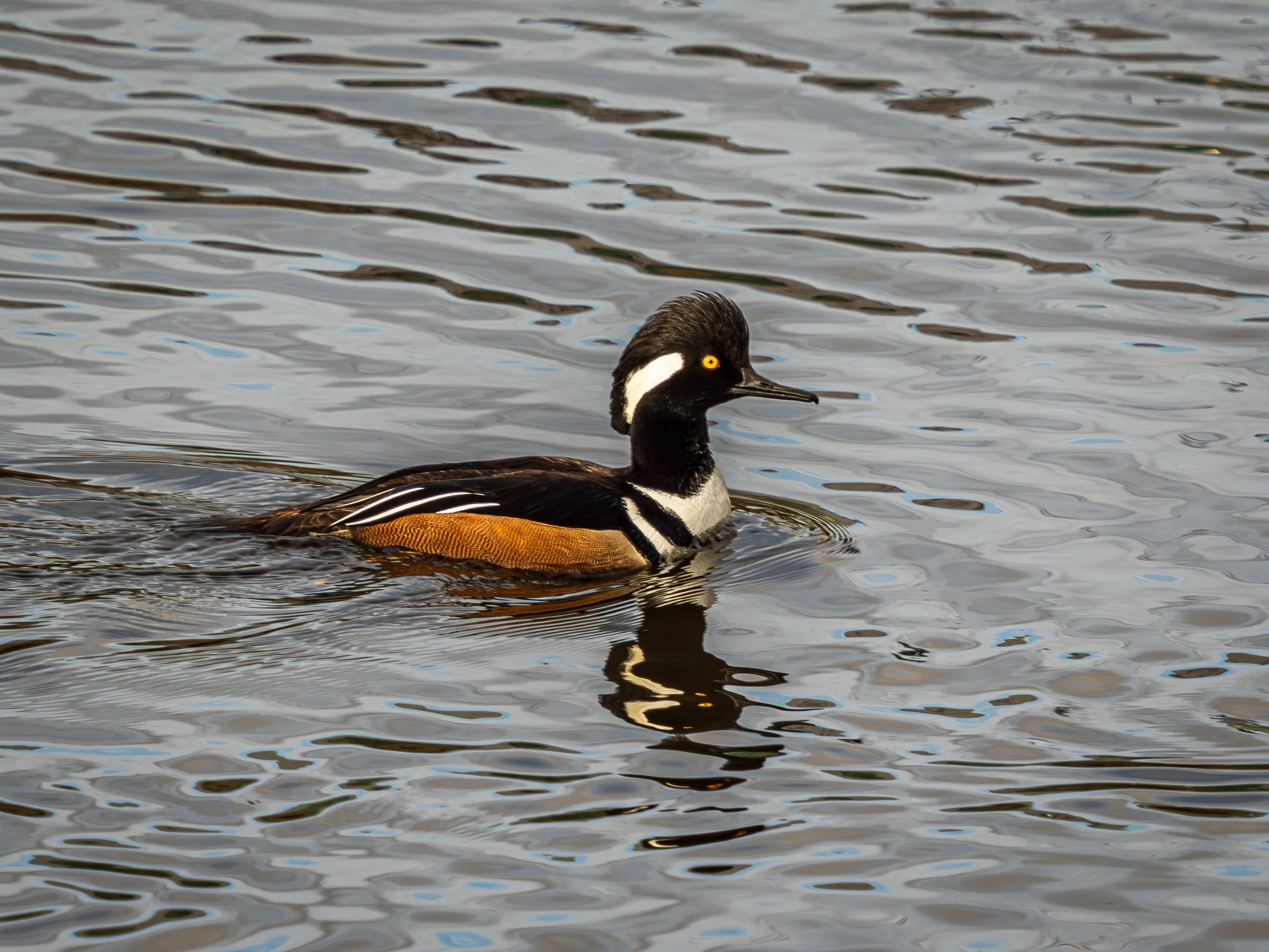 Hooded Merganser